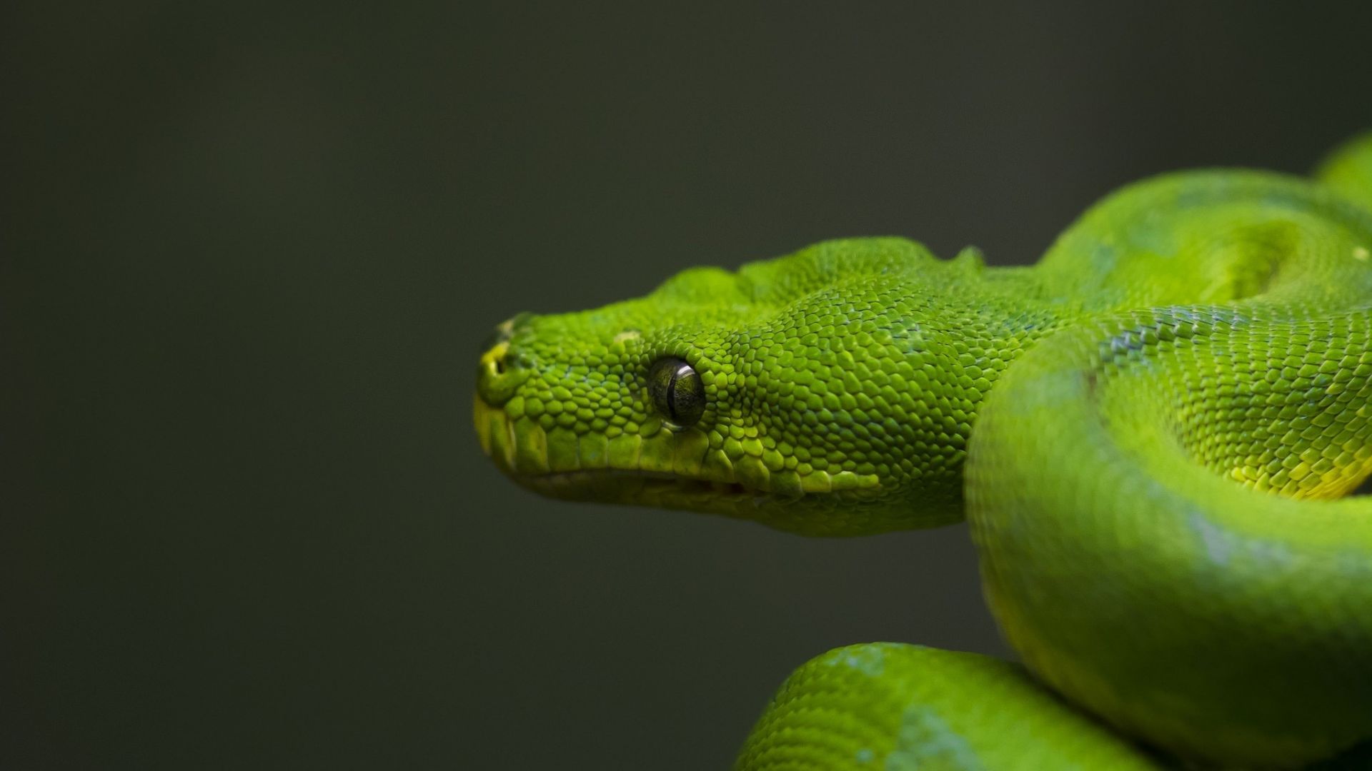 Wallpaper Green snake