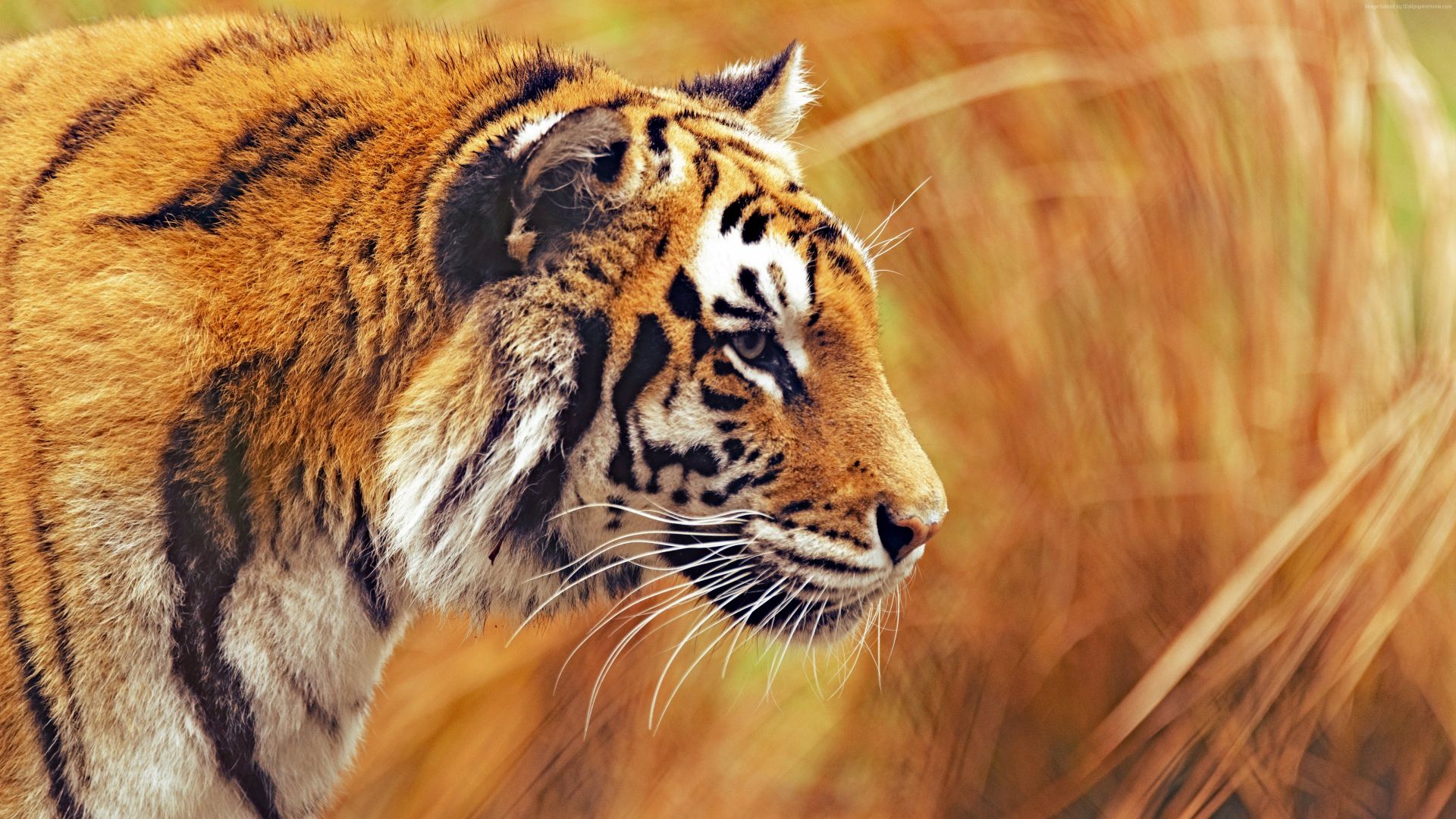 Wallpaper Bengal tiger, yellow grass, hunting