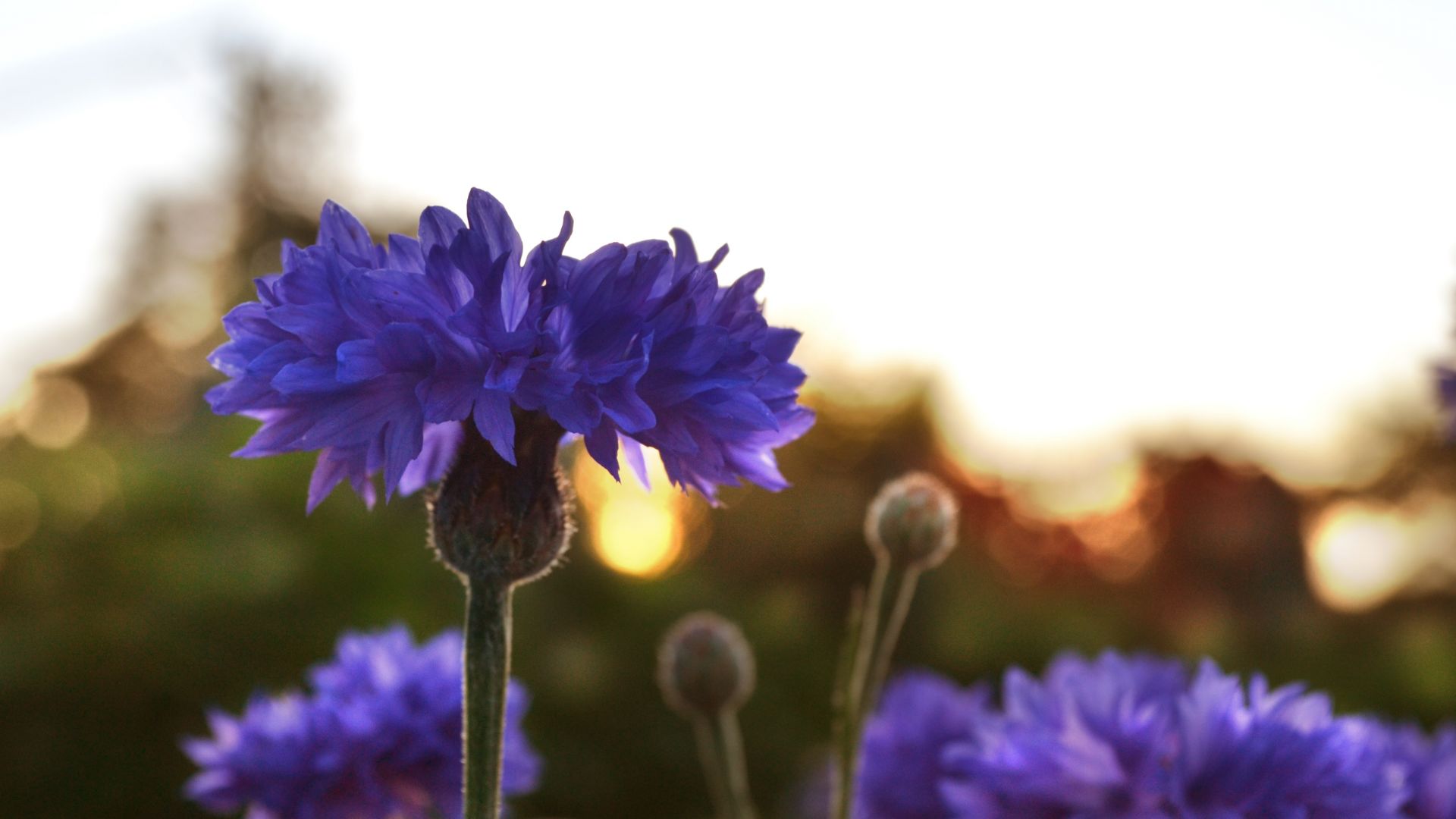 Wallpaper Purpler flower, summer