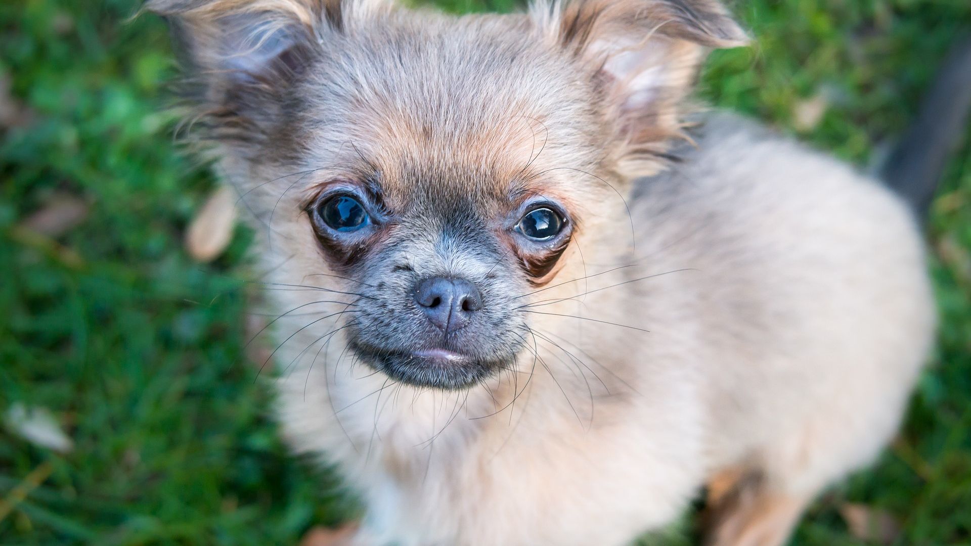 Desktop Wallpaper Cute Chihuahua Puppy, Pet Animal, Hd Image, Picture, Background, Vxkpy