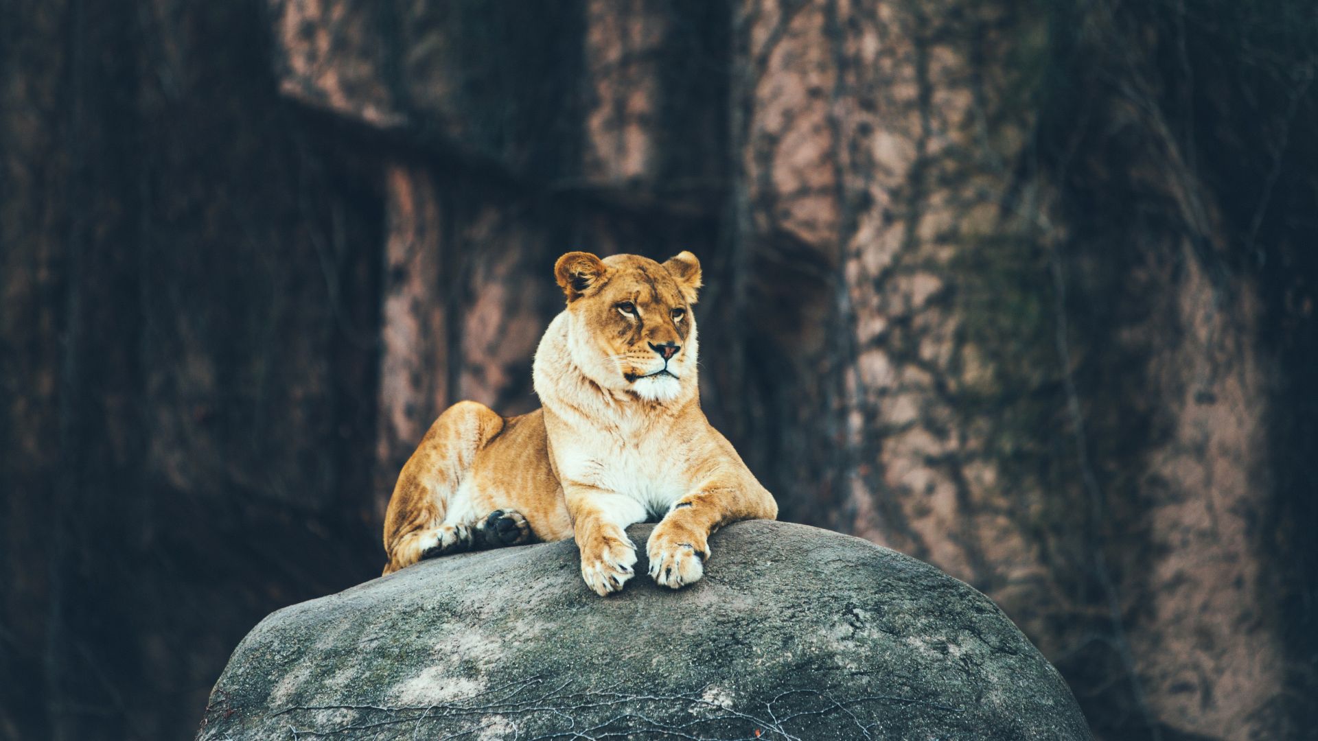 Wallpaper Lion, calm, sit, rock, predator, animal, 4k
