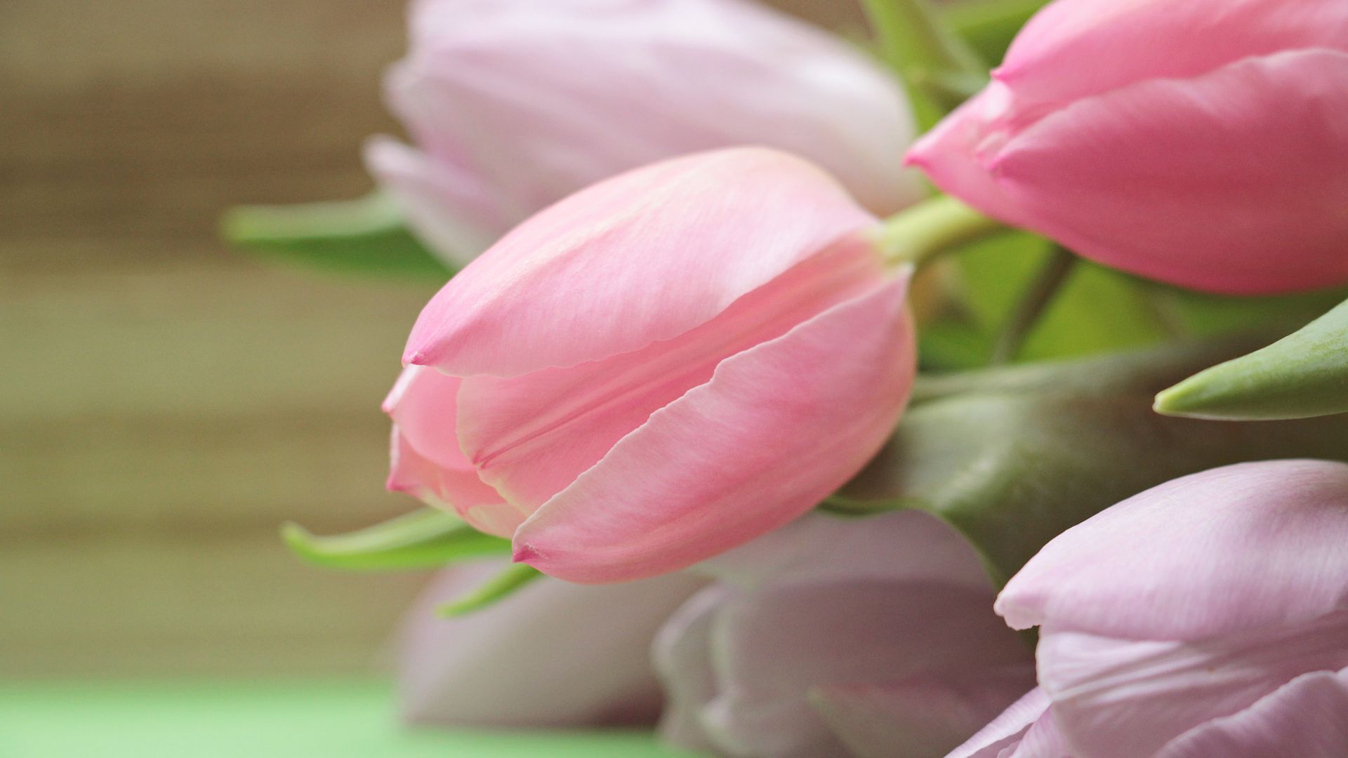 Wallpaper Pink tulips, bud, flowers
