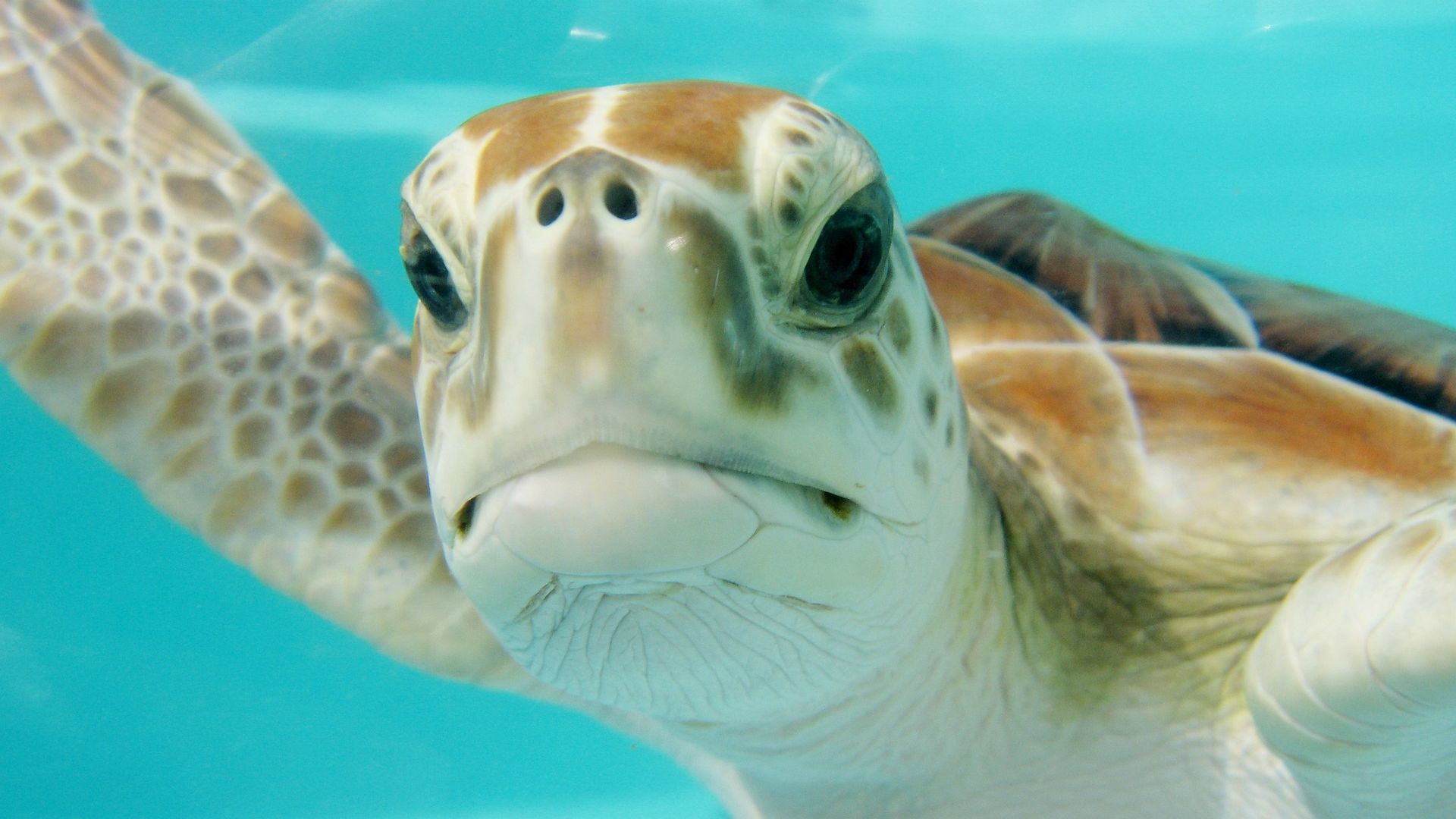 Wallpaper Turtle muzzle, underwater
