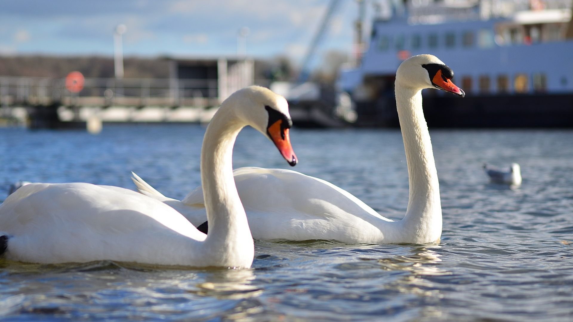 Wallpaper Swans couple, white bird