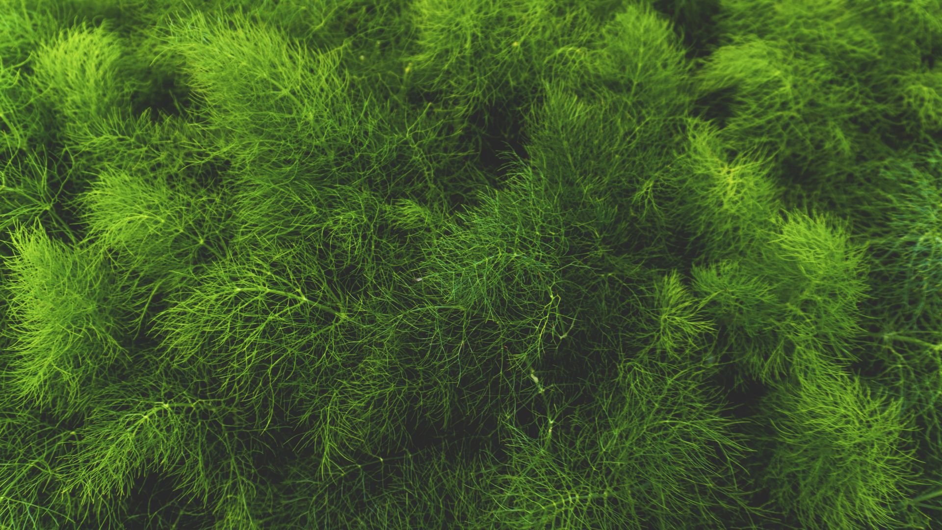 Wallpaper Grass and green plant