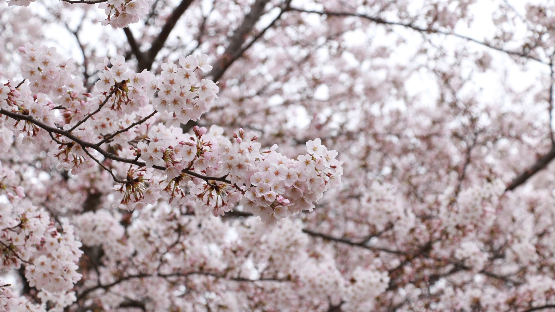 Wallpaper Cherry blossom, pink flowers, tree branch