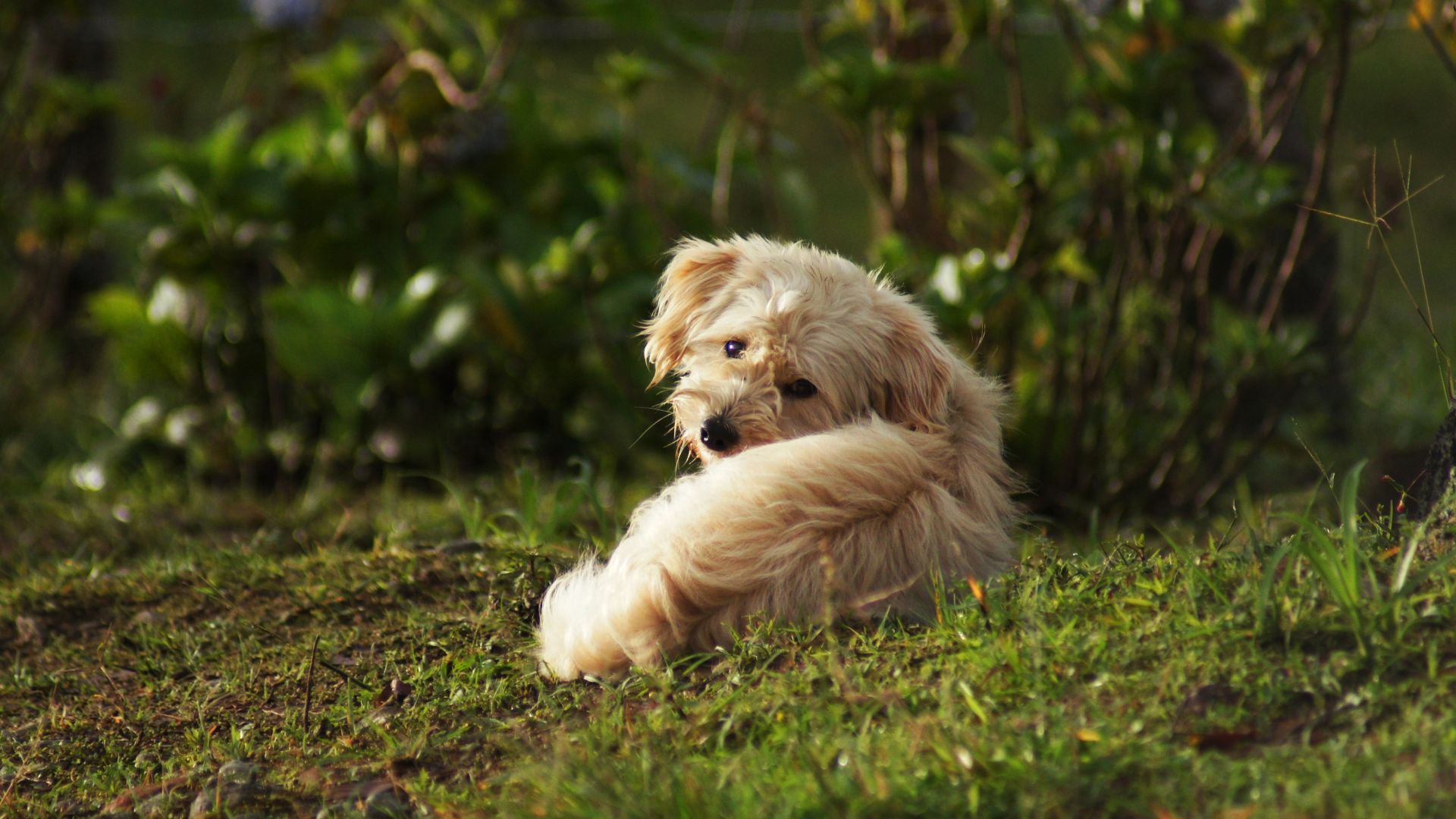 Wallpaper Cute, furry dog, sit, outdoor