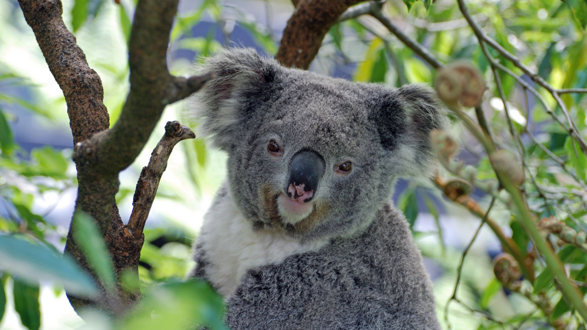 Wallpaper Koala, Australia, zoo, animal
