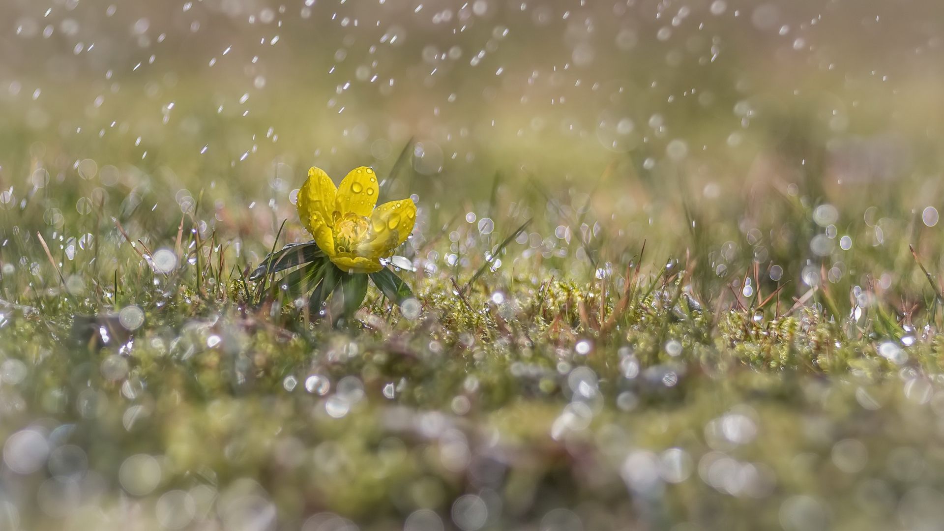 Wallpaper Meadow, rain, yellow flowers, bokeh