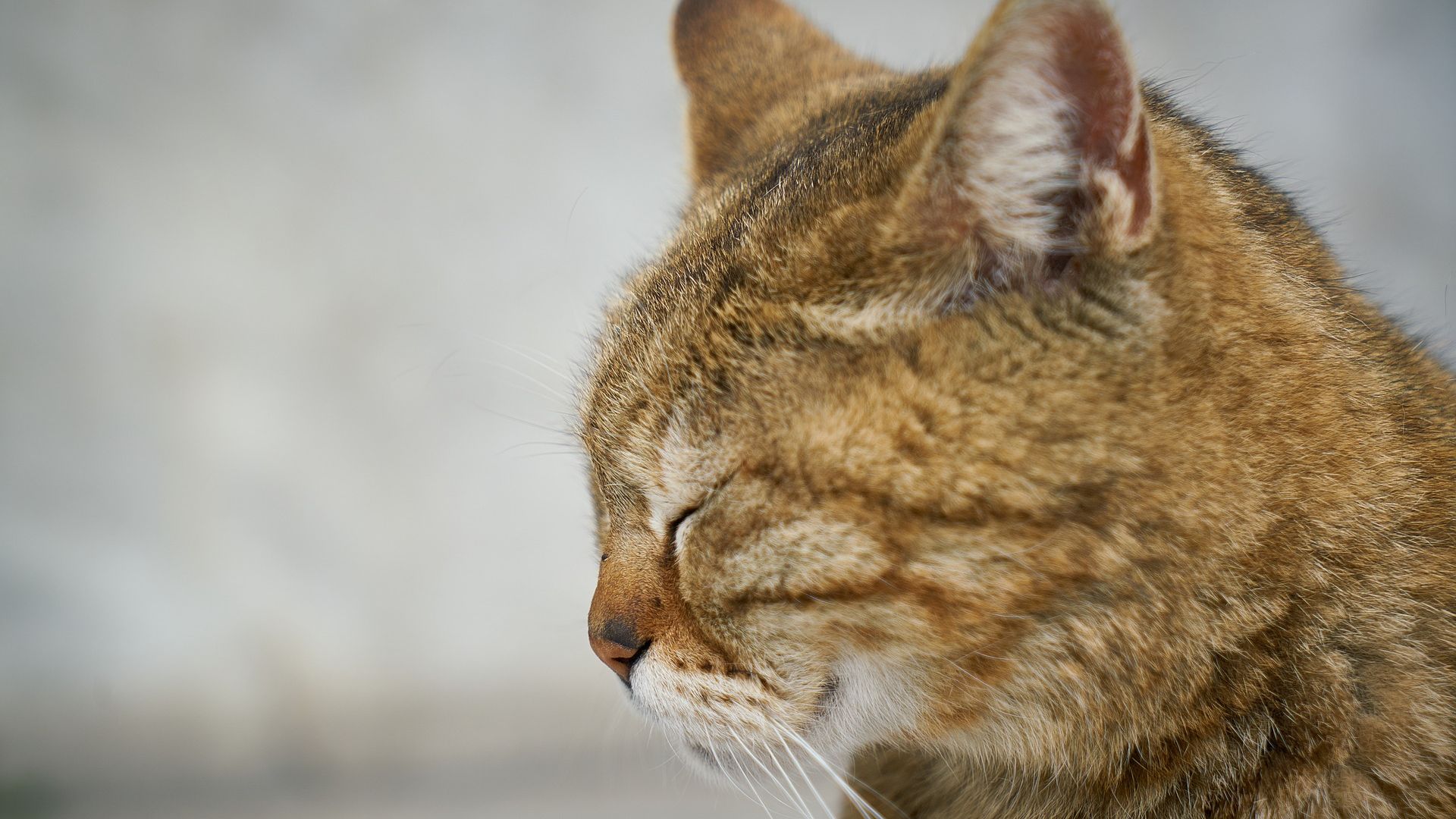 Wallpaper Cat, sleep, muzzle, head