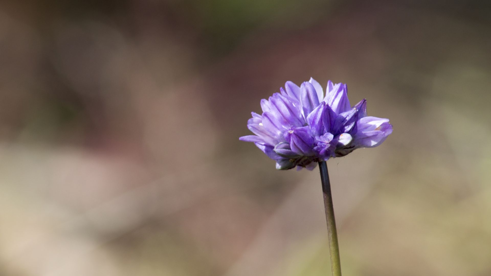 Wallpaper Purple flower, bokeh, wild flower