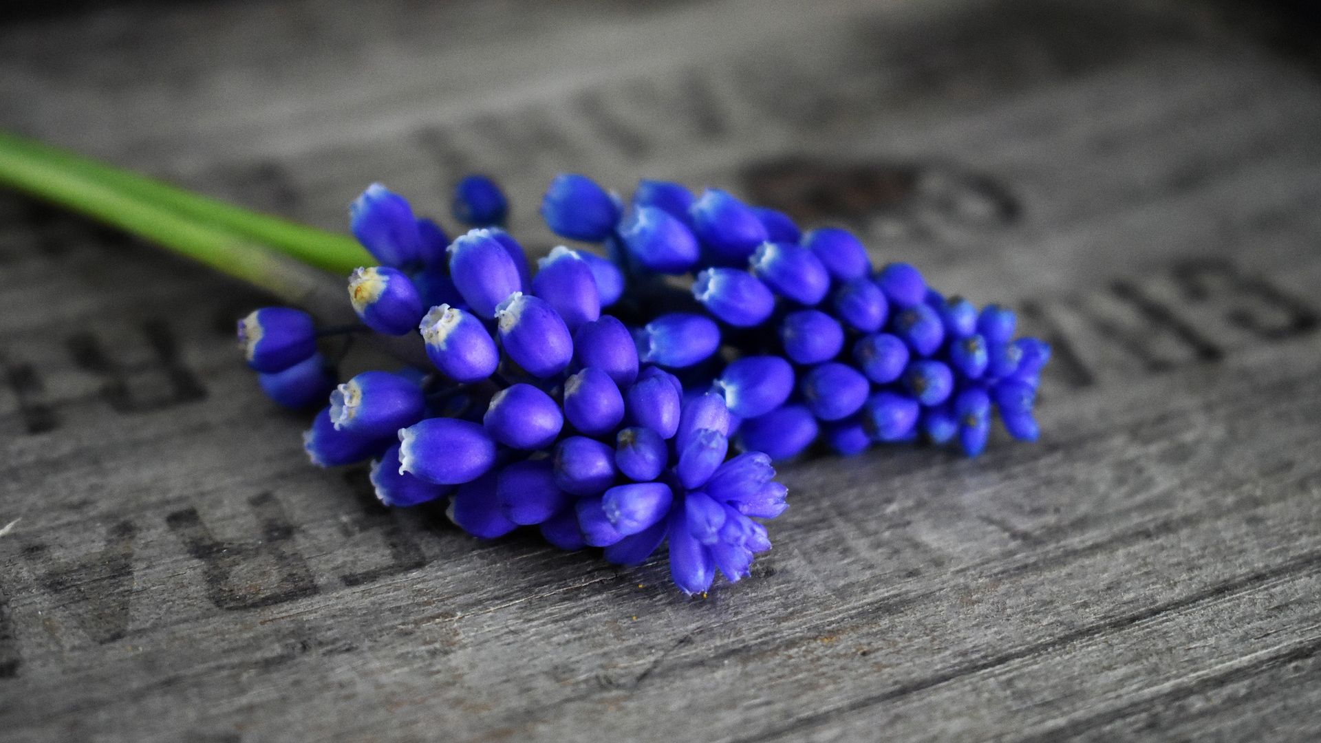 Wallpaper Purple Hyacinth flowers, on table