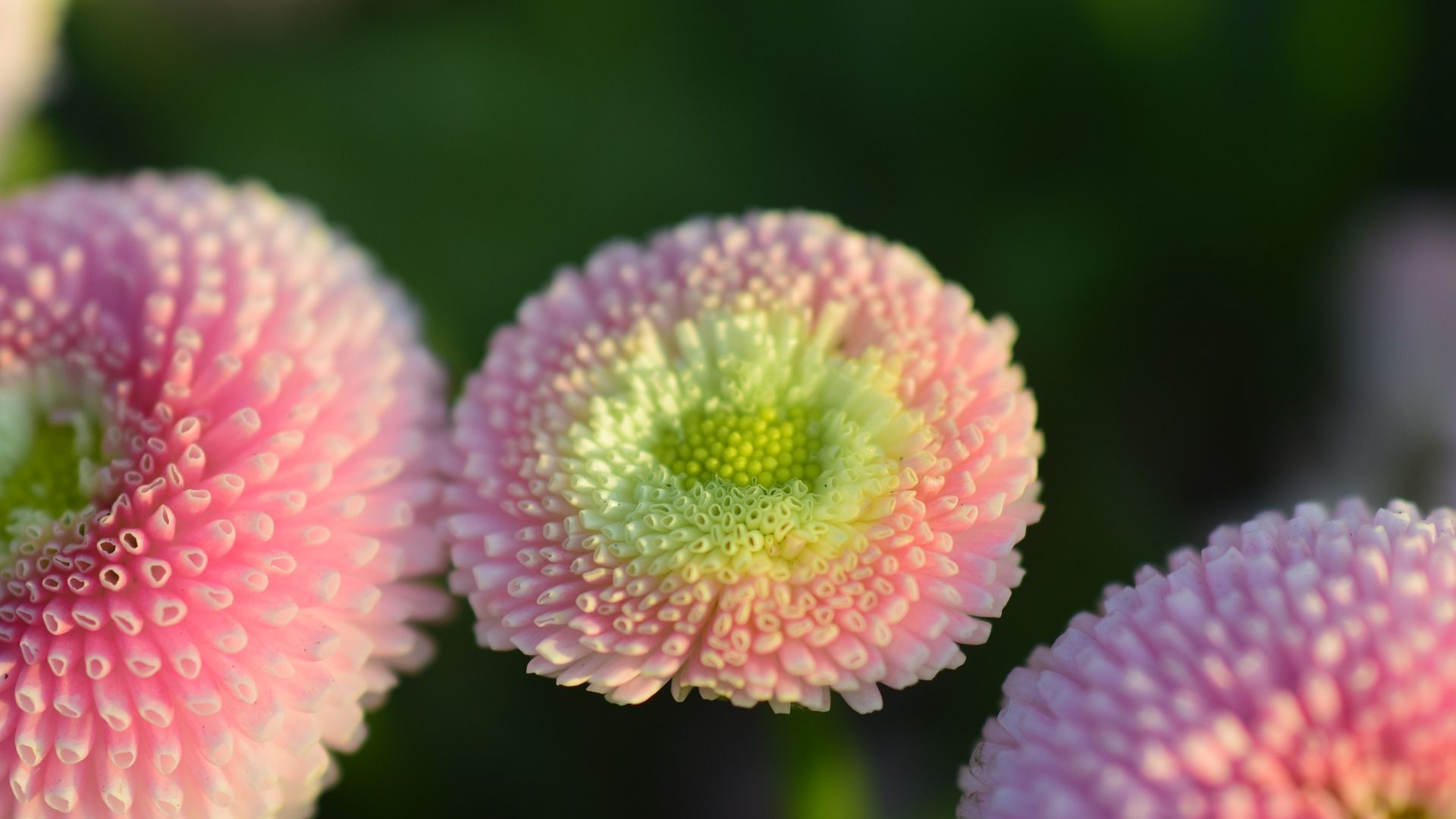 Wallpaper Daisy, pink flower, buds