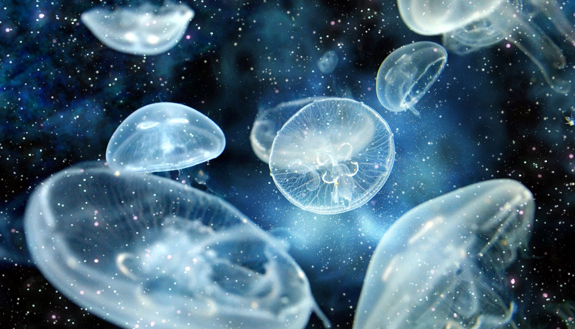 Wallpaper Jelly fishes