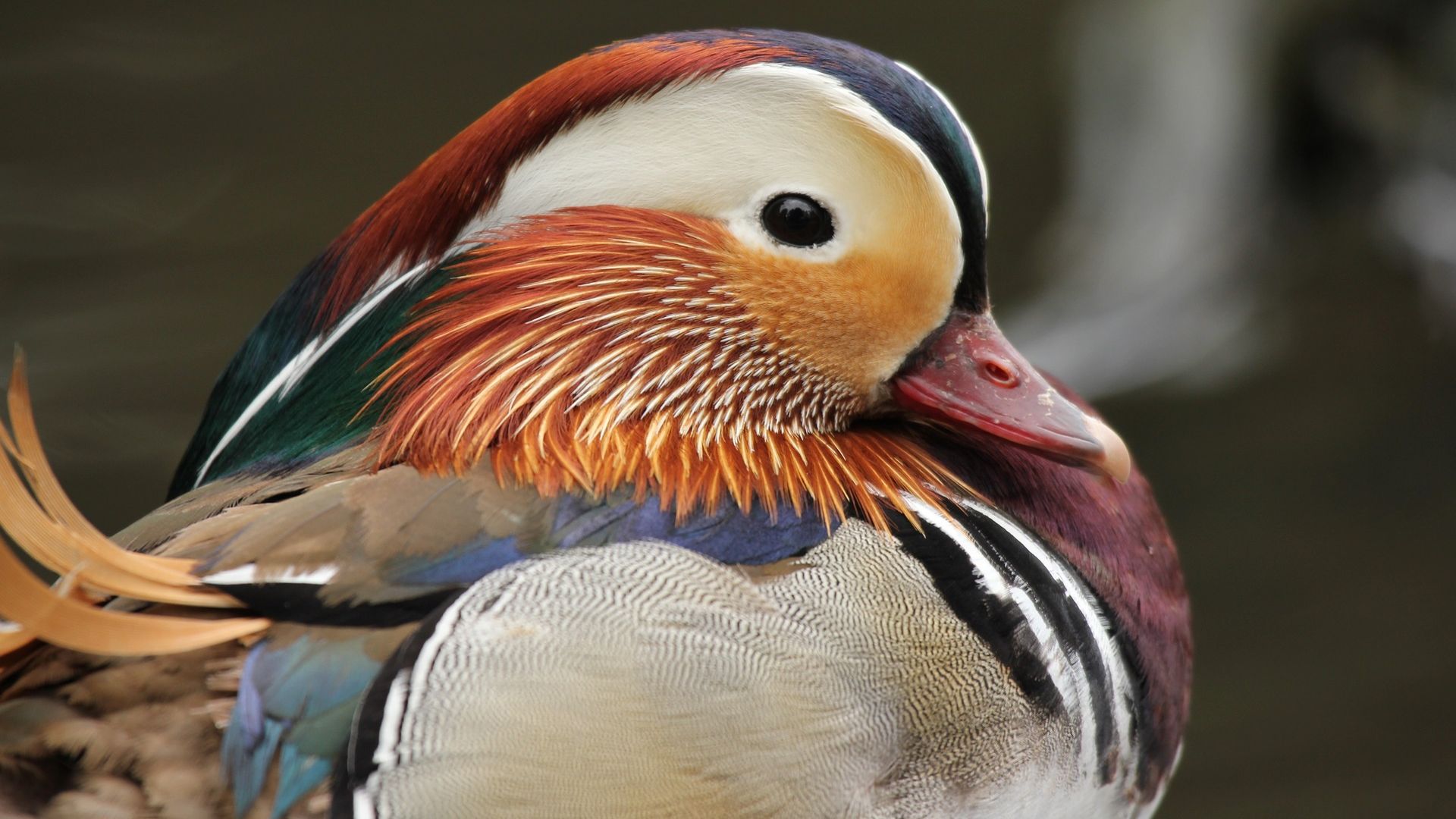 Wallpaper Mandarin Duck, colorful bird
