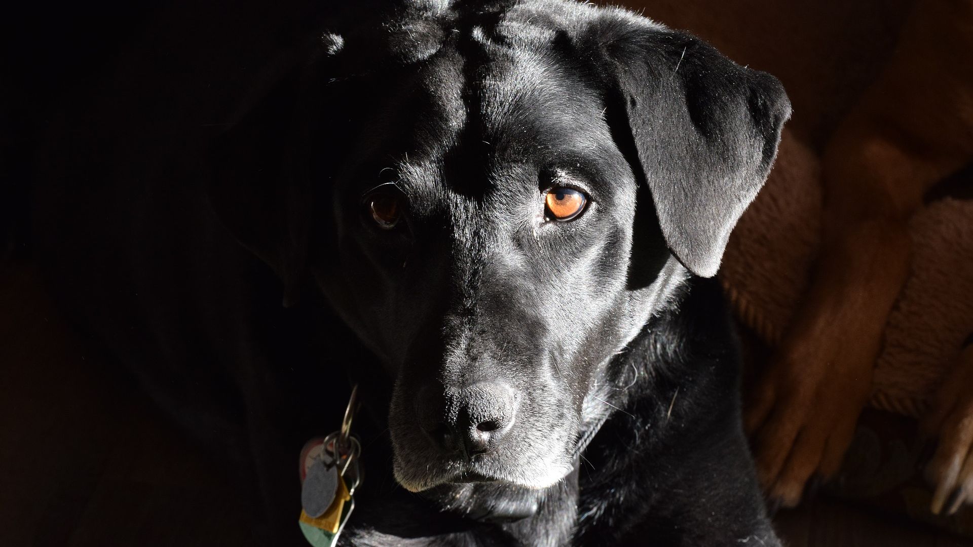 Desktop Wallpaper Labrador Retriever, Black Dog, Hd Image, Picture,  Background, Waoaxl