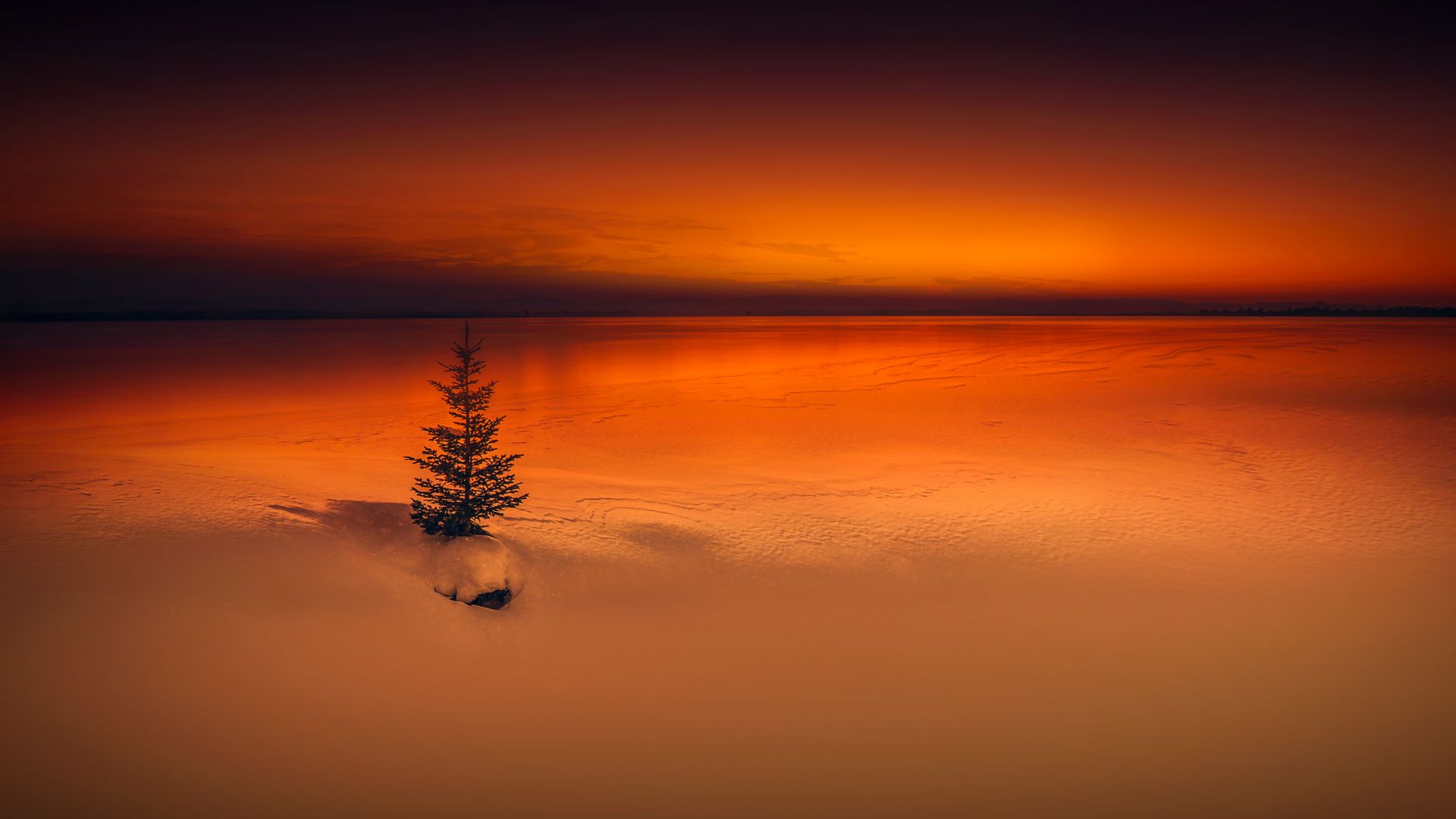 Wallpaper Lonely tree, sunset, horizon, nature