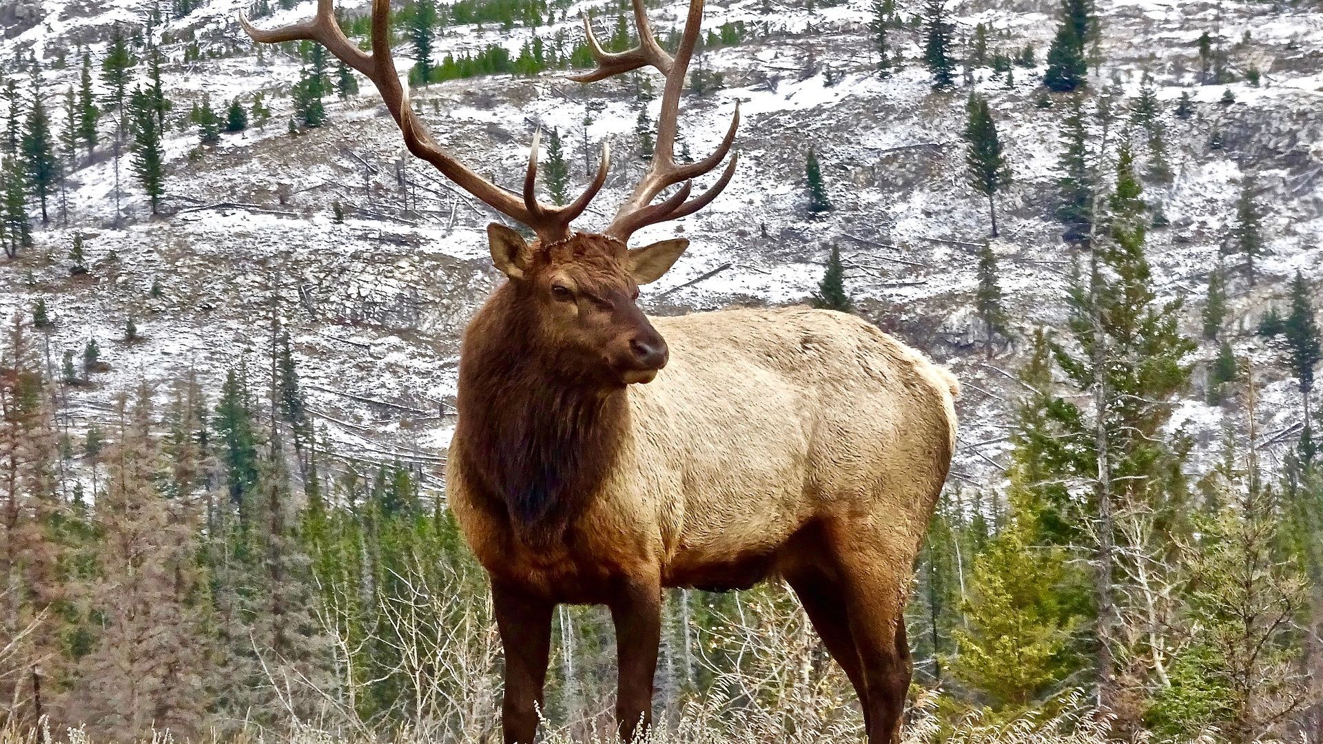 Wallpaper Elk, antler animal, wild animals