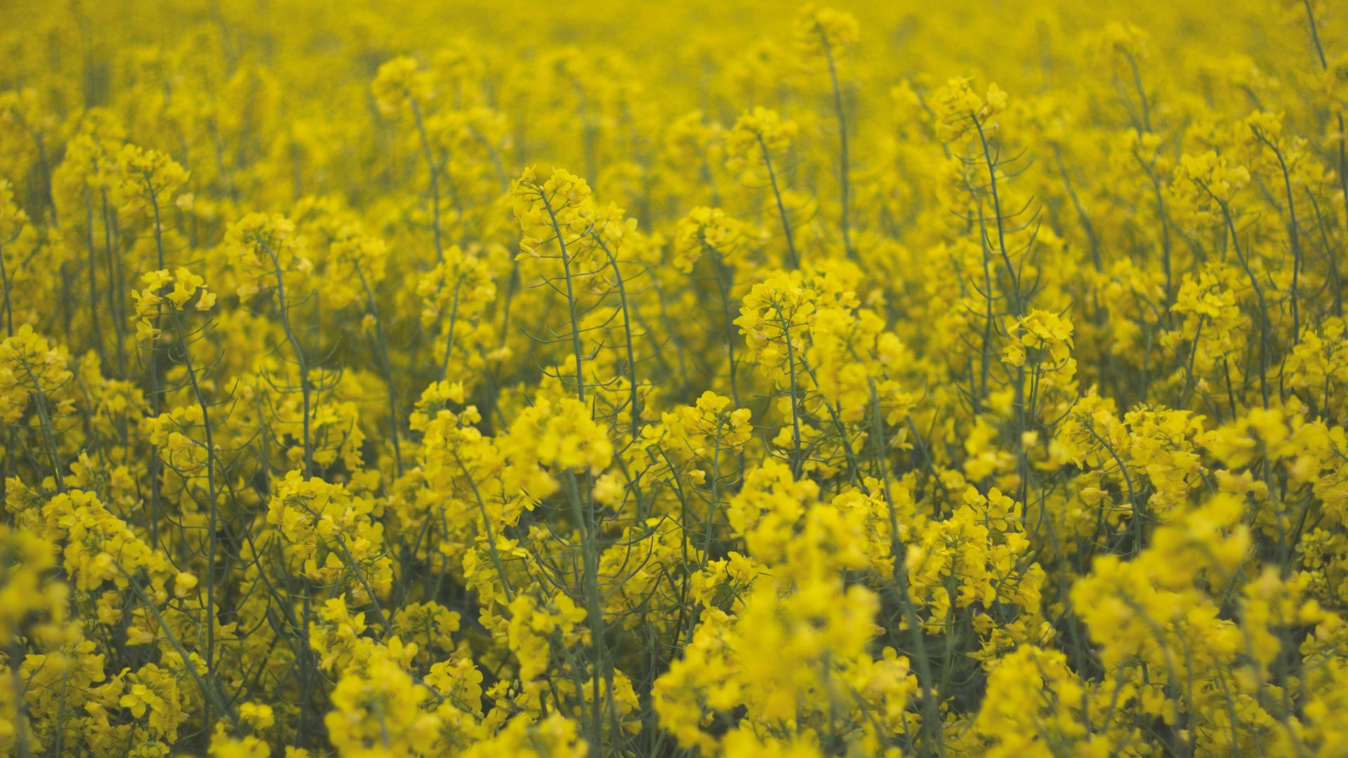 Wallpaper Flowers field, yellow plants