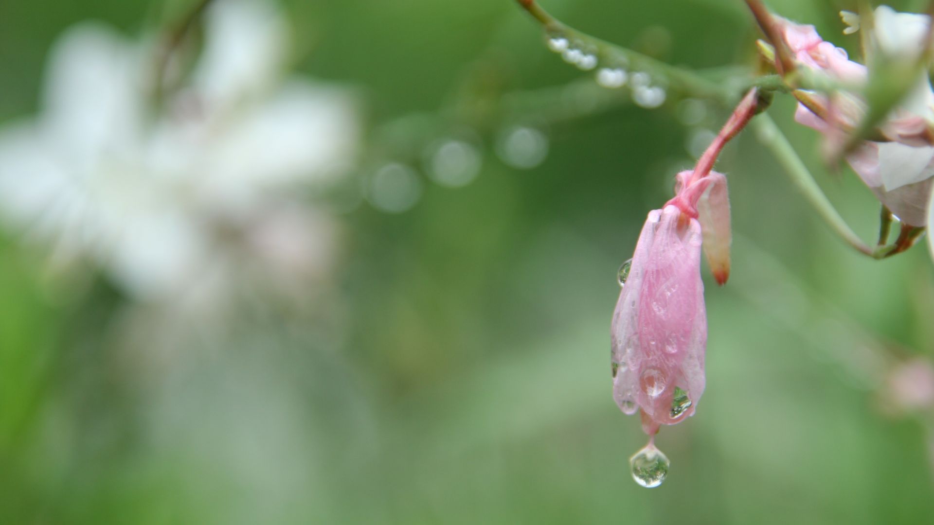 Wallpaper Morning, dew drops, pink flower