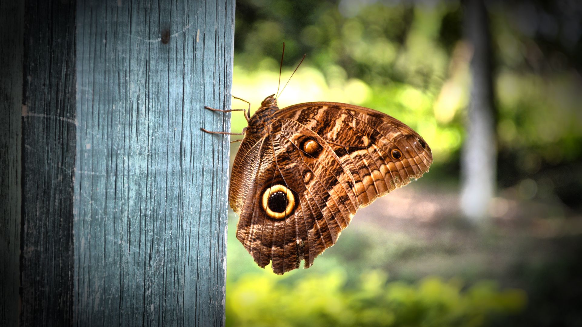 Wallpaper Butter fly, wings, insect