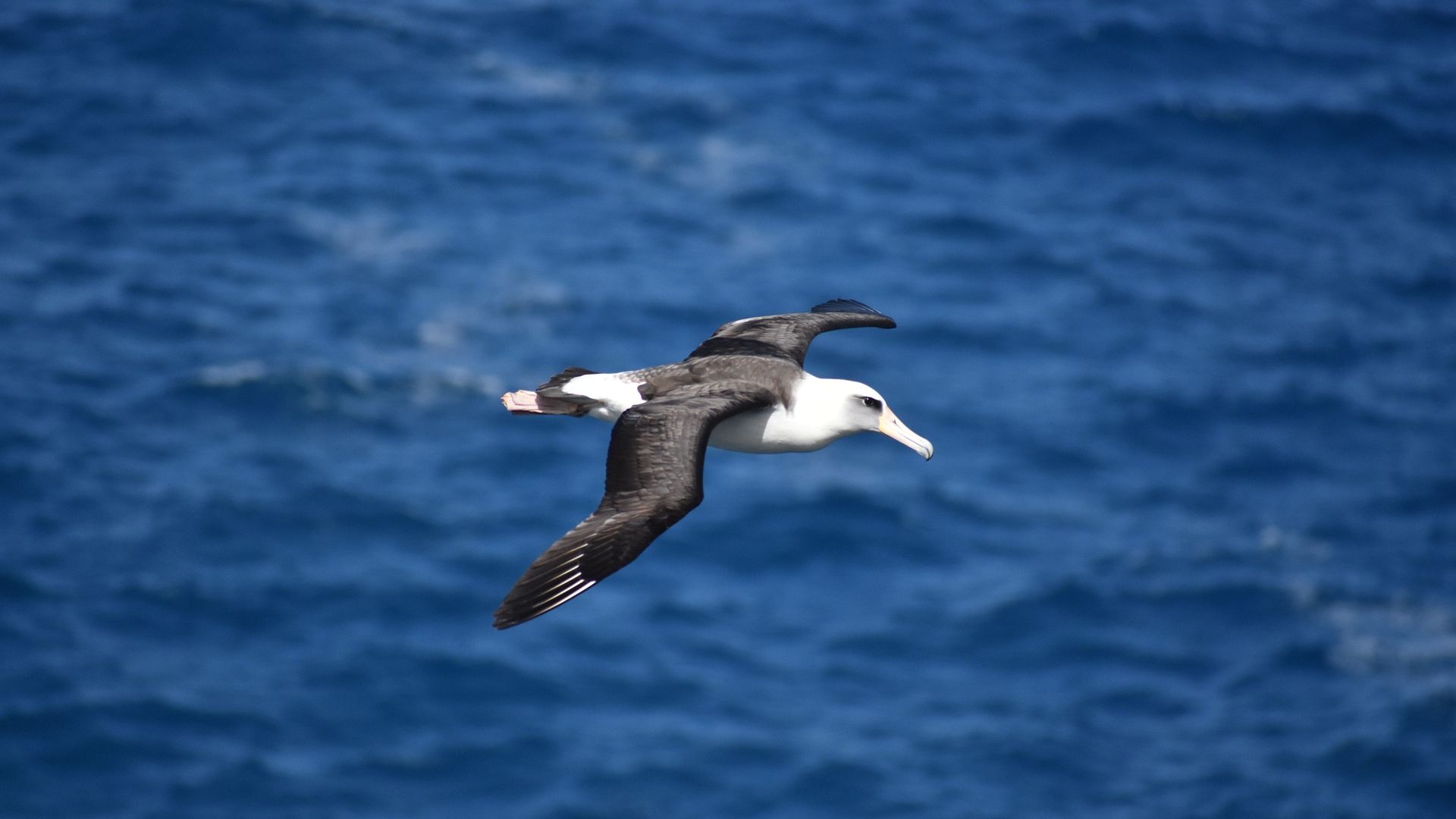 Wallpaper Gull, seagull, bird, fly over sea