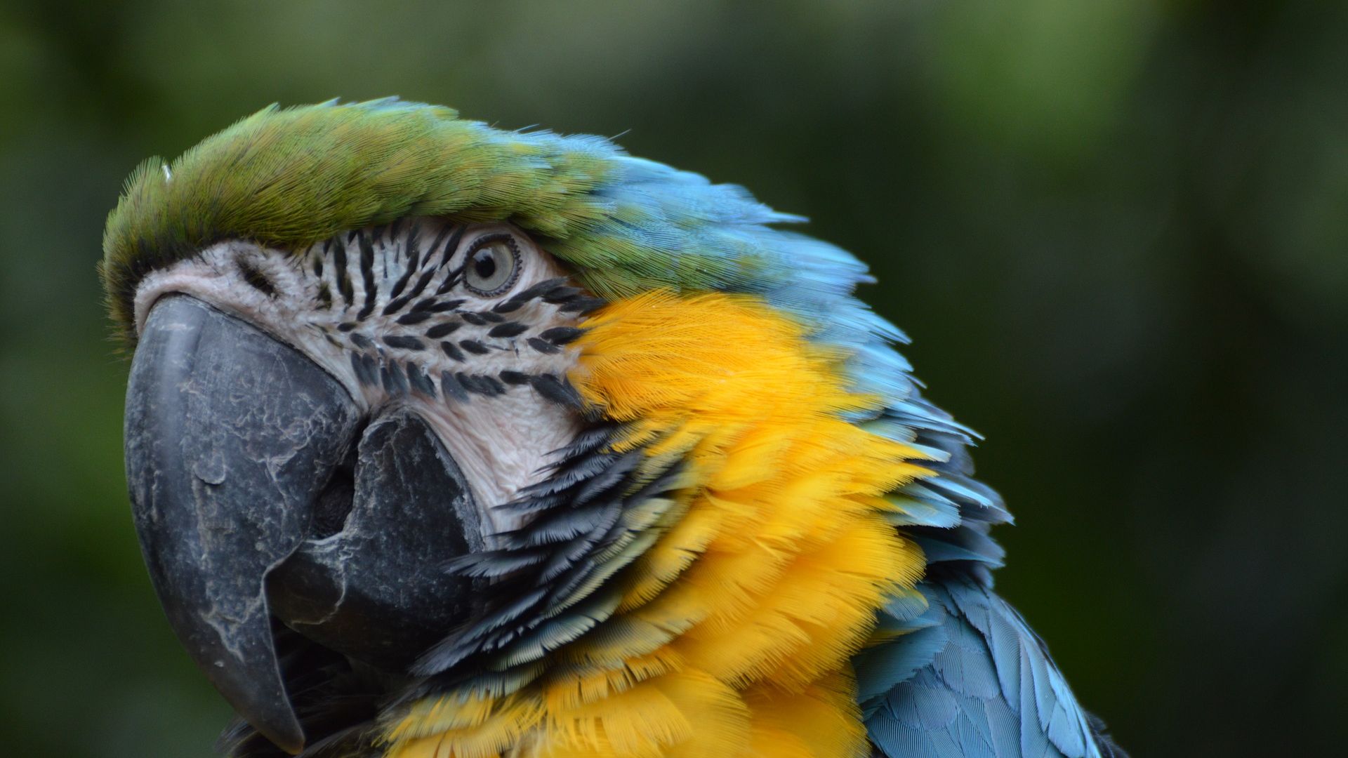 Wallpaper Blue green macaw, parrot, head, beak