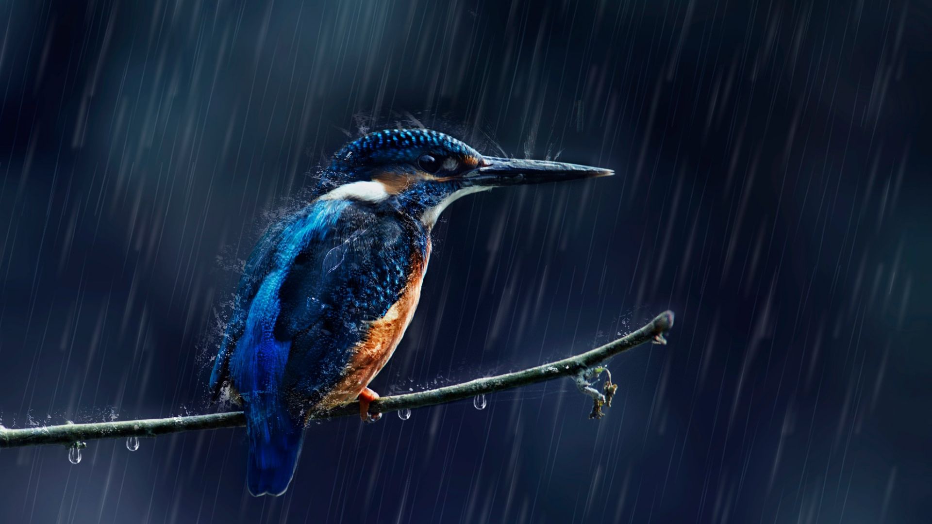Wallpaper Kingfisher, sit, small bird, rain
