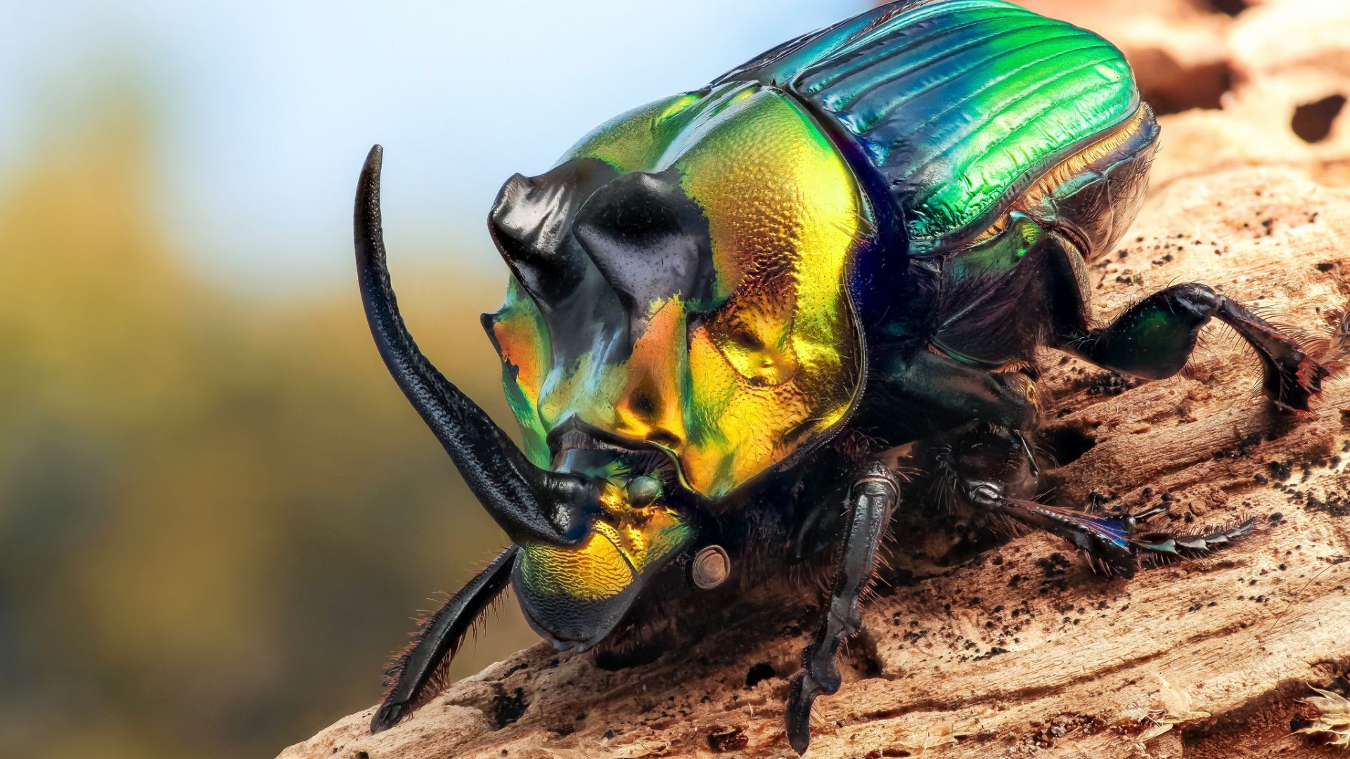 Wallpaper Colorful beetles insect