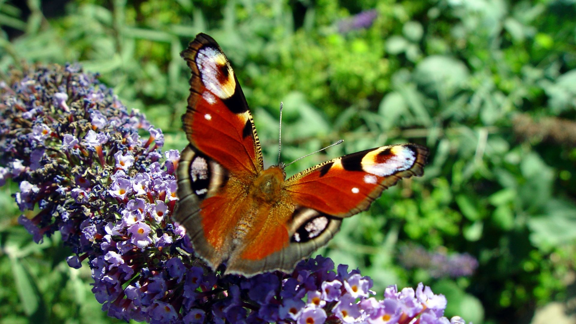 Wallpaper Butterfly, close up, beautiful