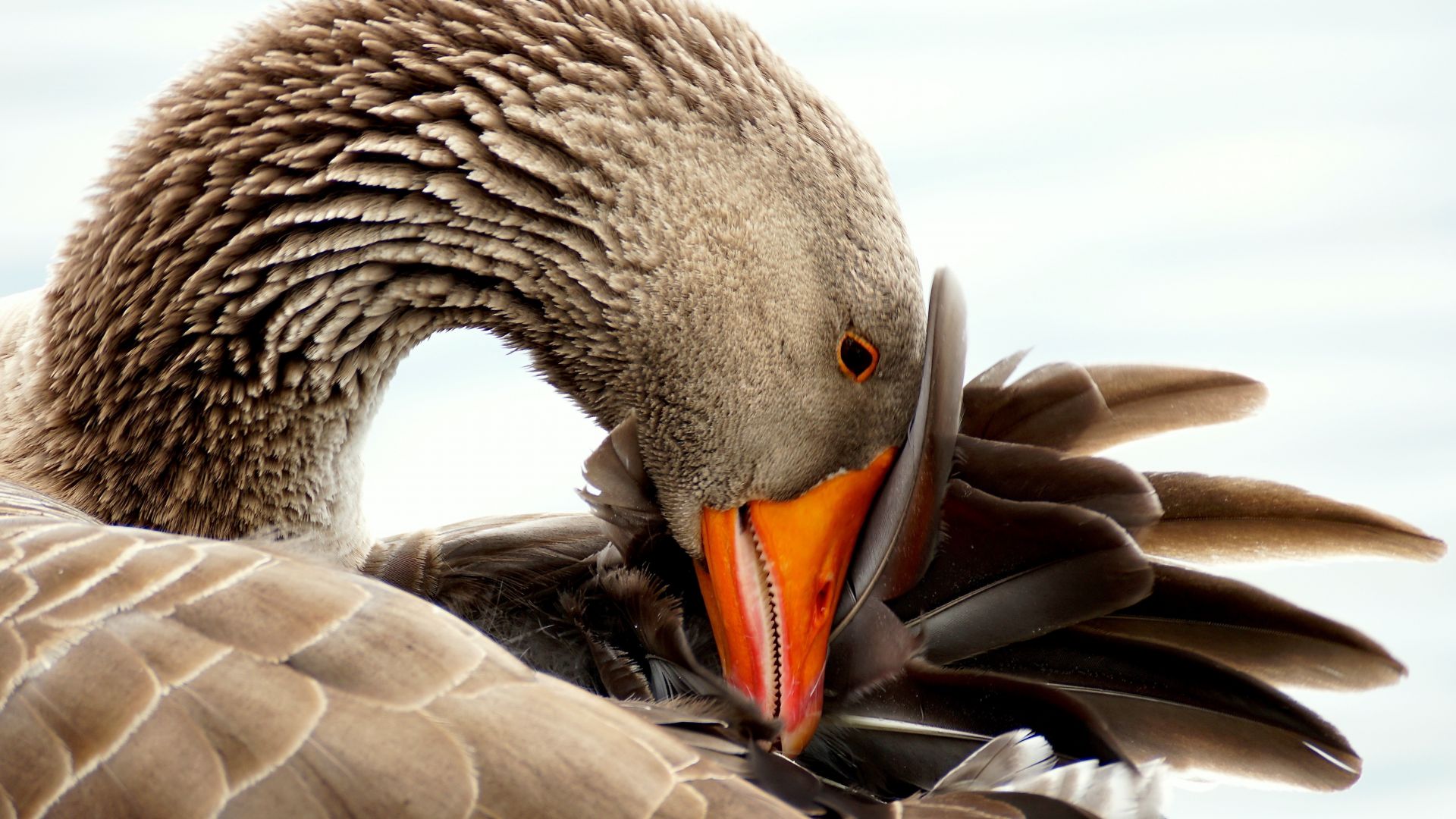 Wallpaper Wild goose, bird, water bird, beak, feathers