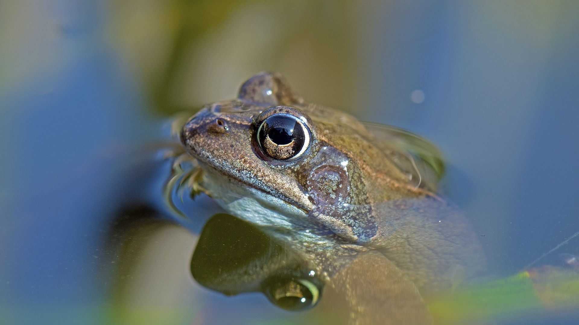 Wallpaper Frog, toad, amphibian, reflections, animal
