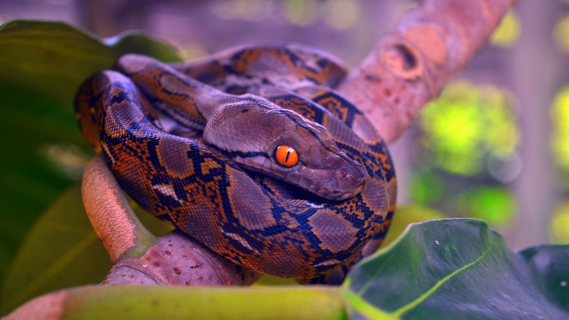 Wallpaper Python, reptile, snake, tree branch