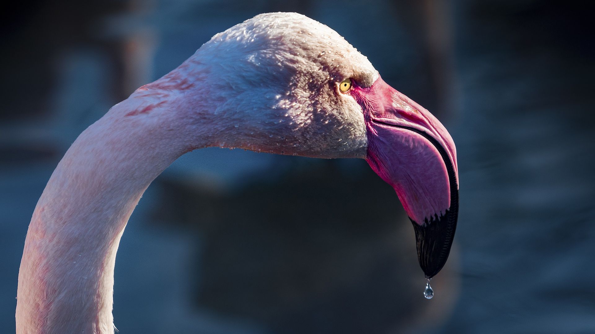 Desktop Wallpaper Flamingo, Bird, Muzzle, Beak, Hd Image, Picture,  Background, Wkra1w