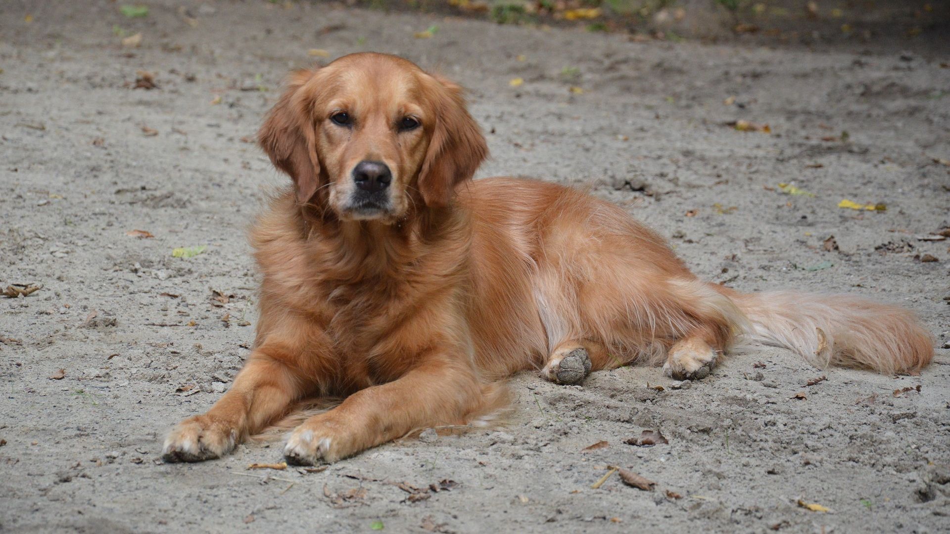 Wallpaper Golden retriever dog, sitting