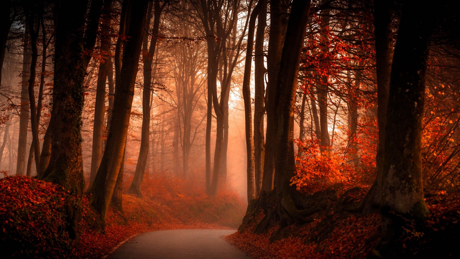 Wallpaper Red forest in Autumn