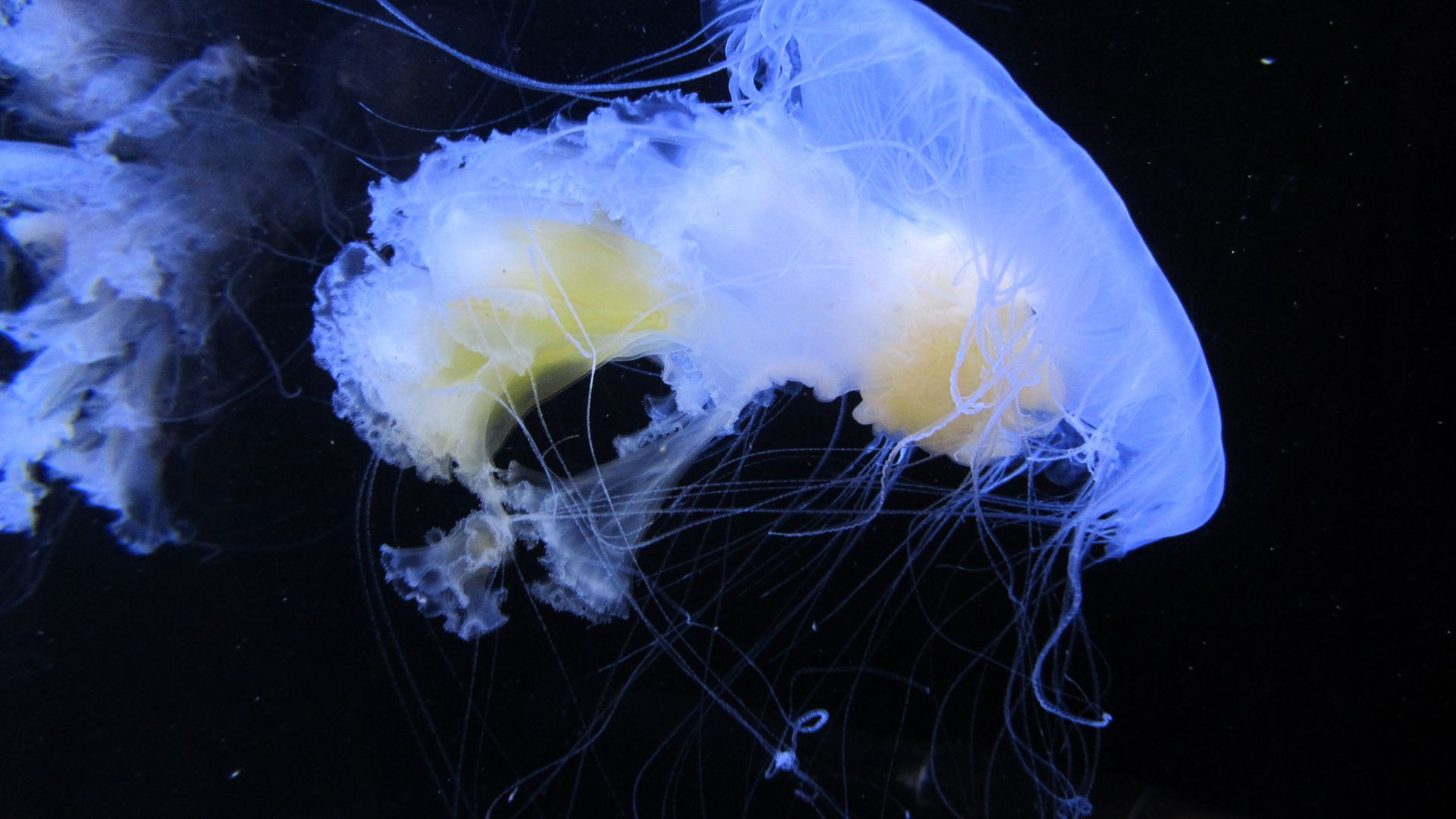Wallpaper Blue jellyfish, underwater
