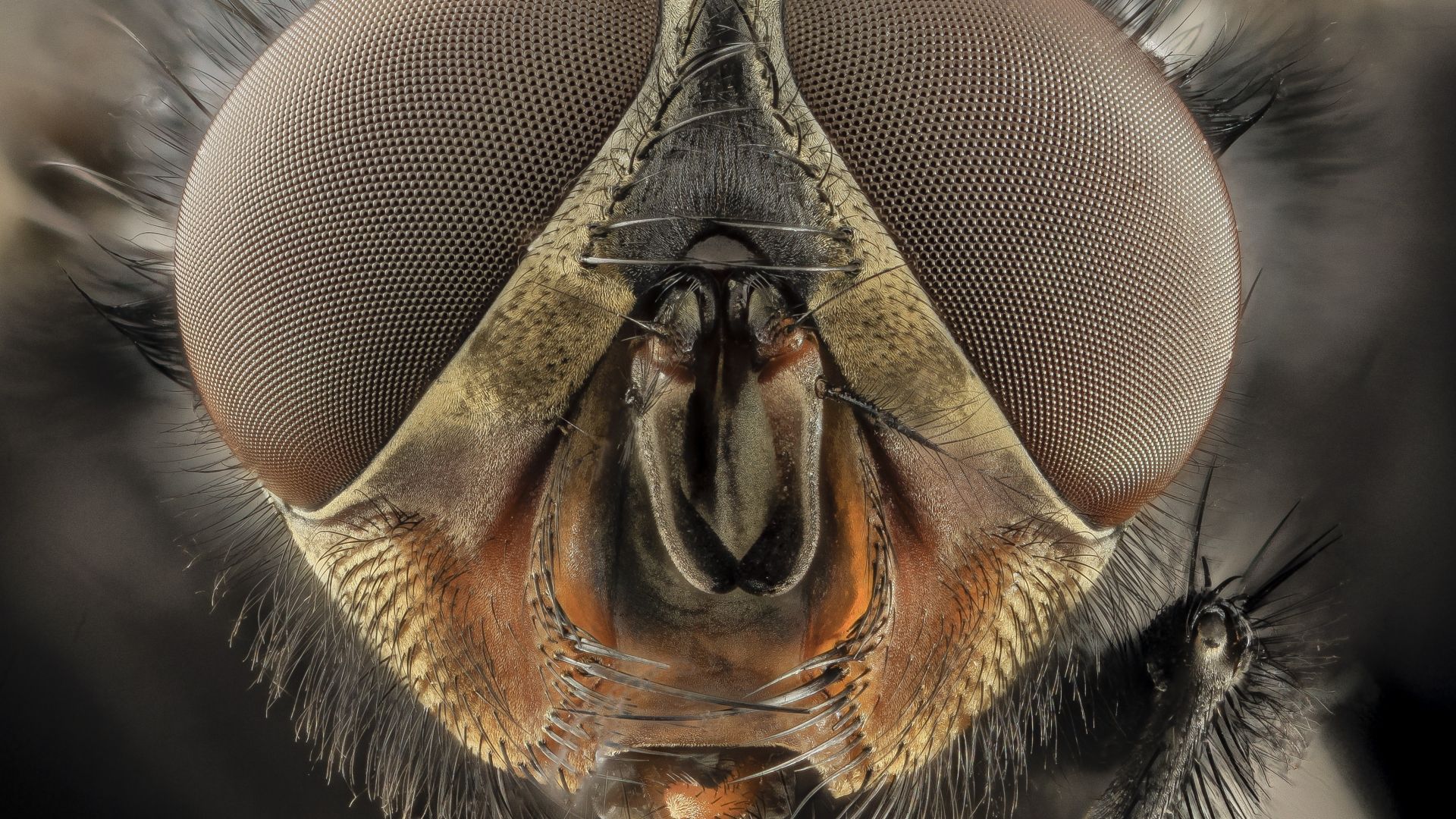 Wallpaper Bee insect macro
