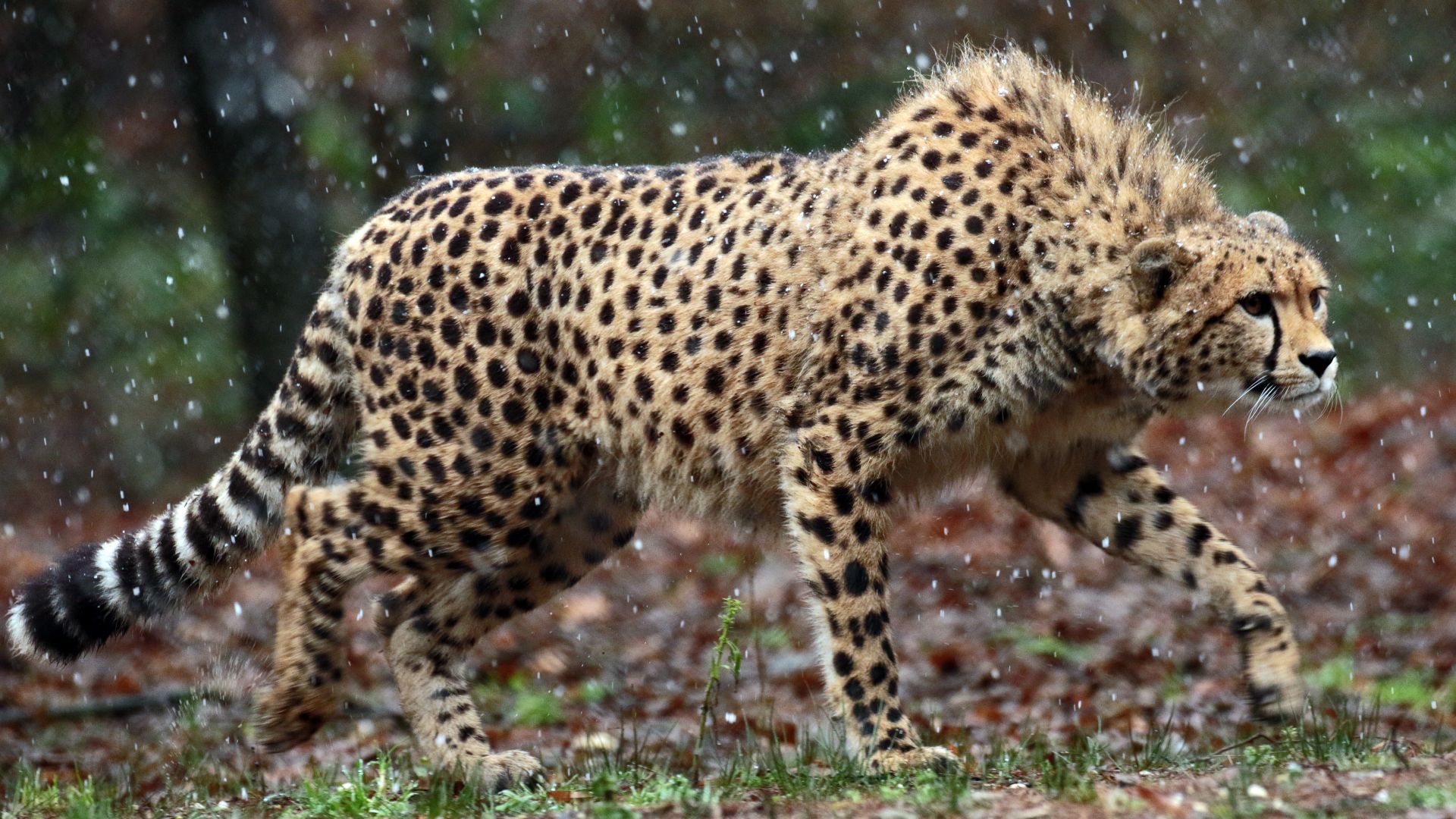 Wallpaper Cheetah, predator, animals