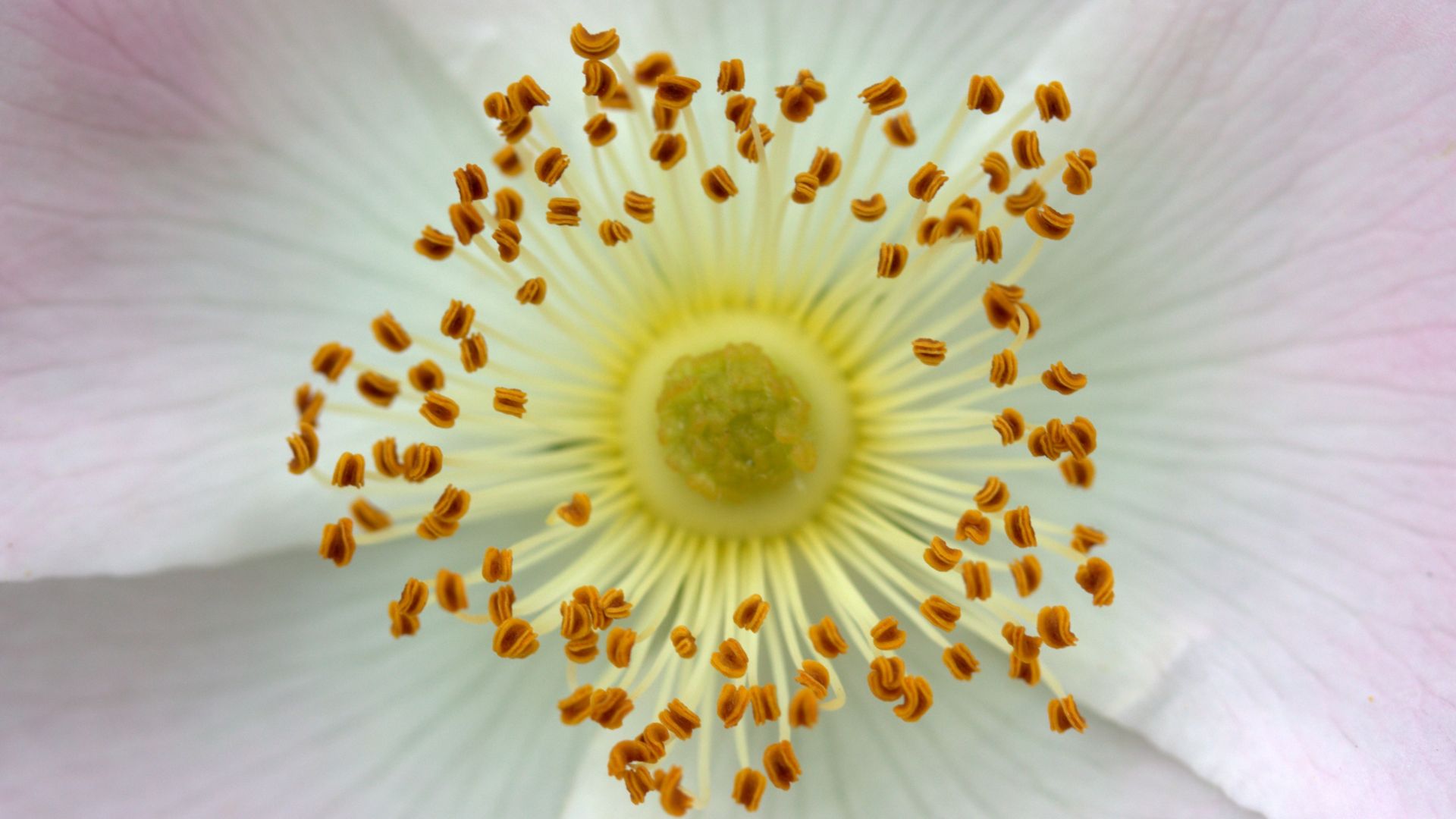 Wallpaper Pollen, flower, close up, white