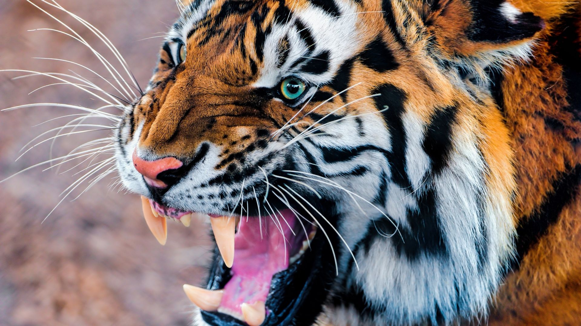 Wallpaper Tiger snarling, eyes, fur