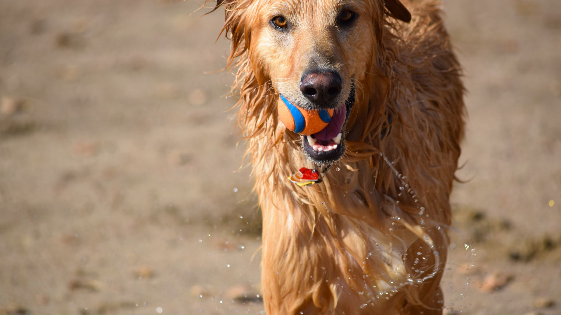 Wallpaper Dog ball water wet playful