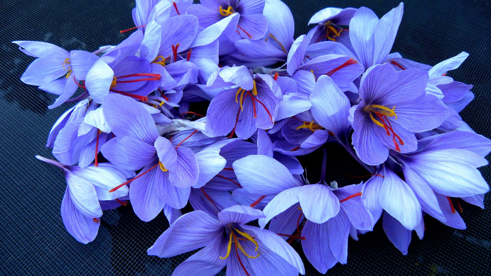 Wallpaper Saffron flowers, spring