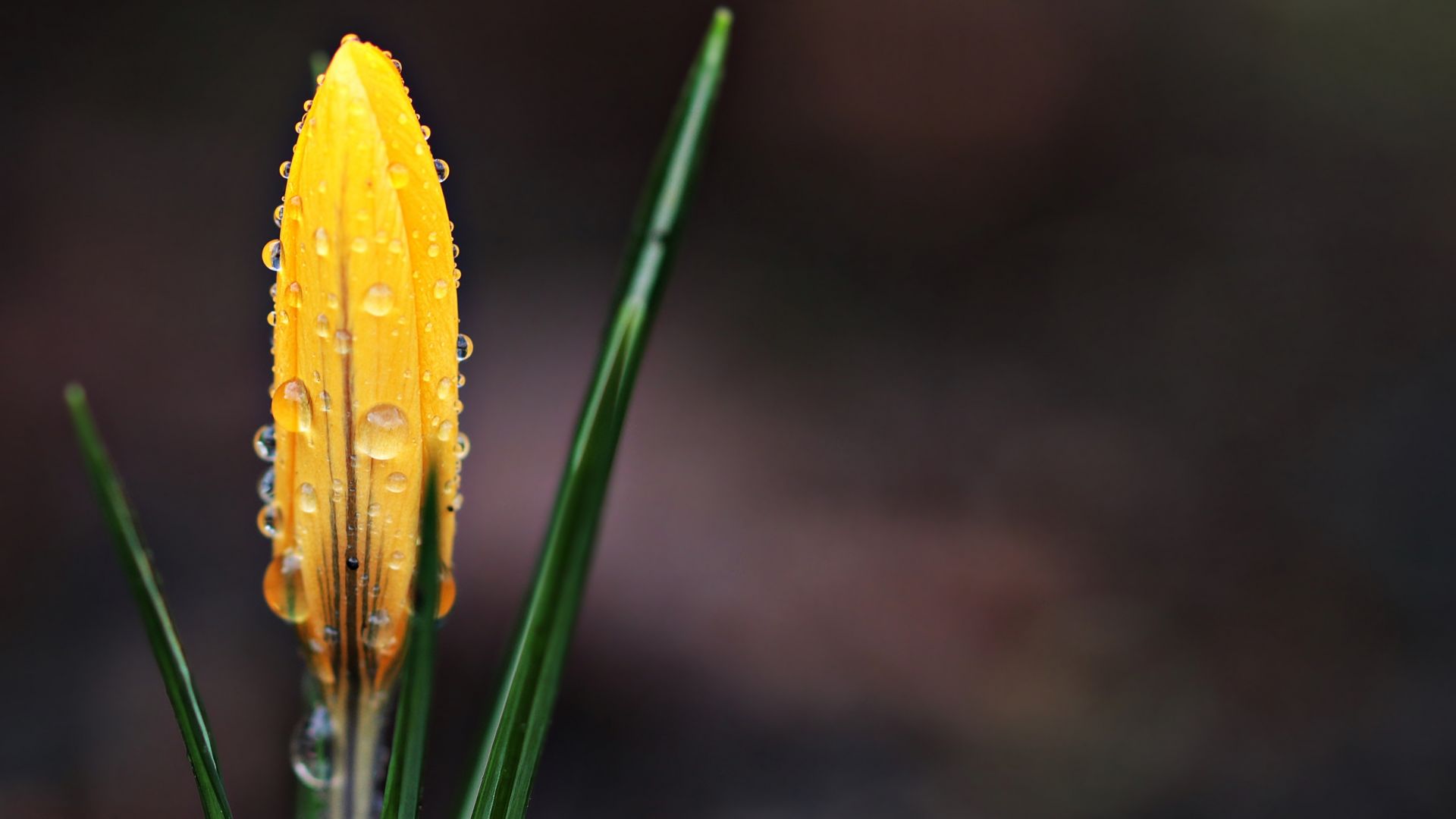 Wallpaper Raindrop, drops, crocus yellow flower