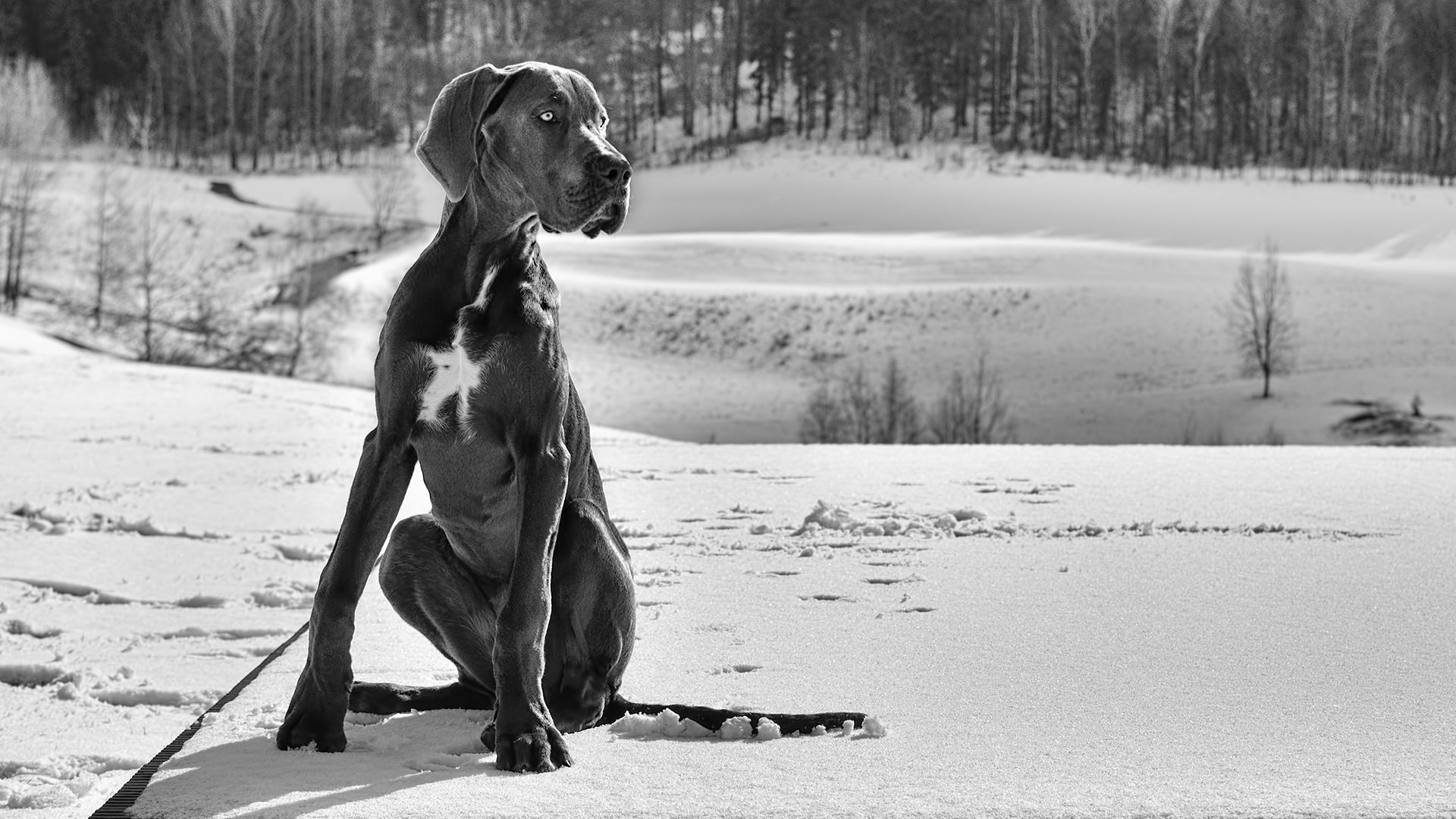 Wallpaper Great Dane Dog, sitting, monochrome