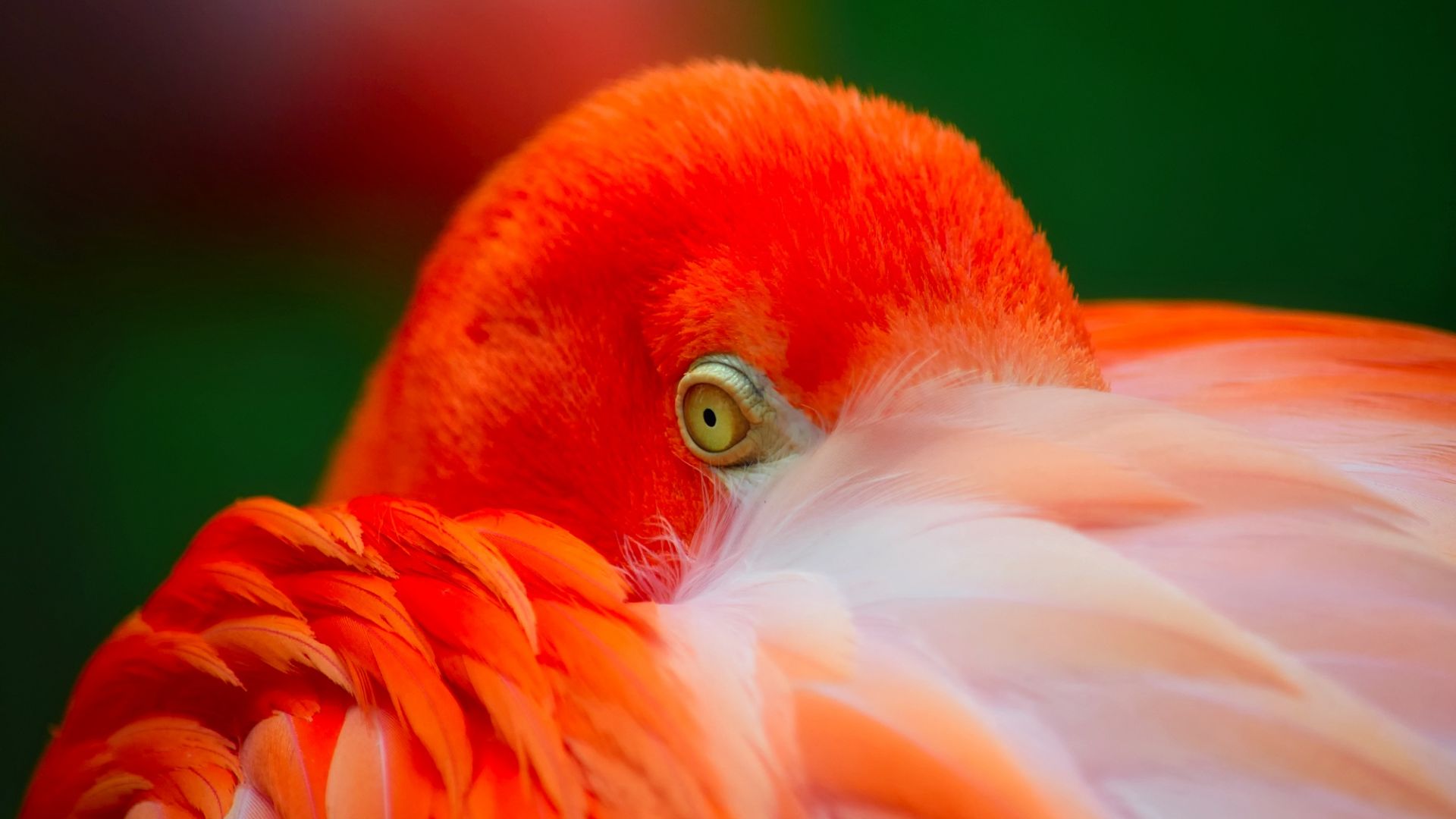 Wallpaper Flamingo muzzle, pink bird, feathers