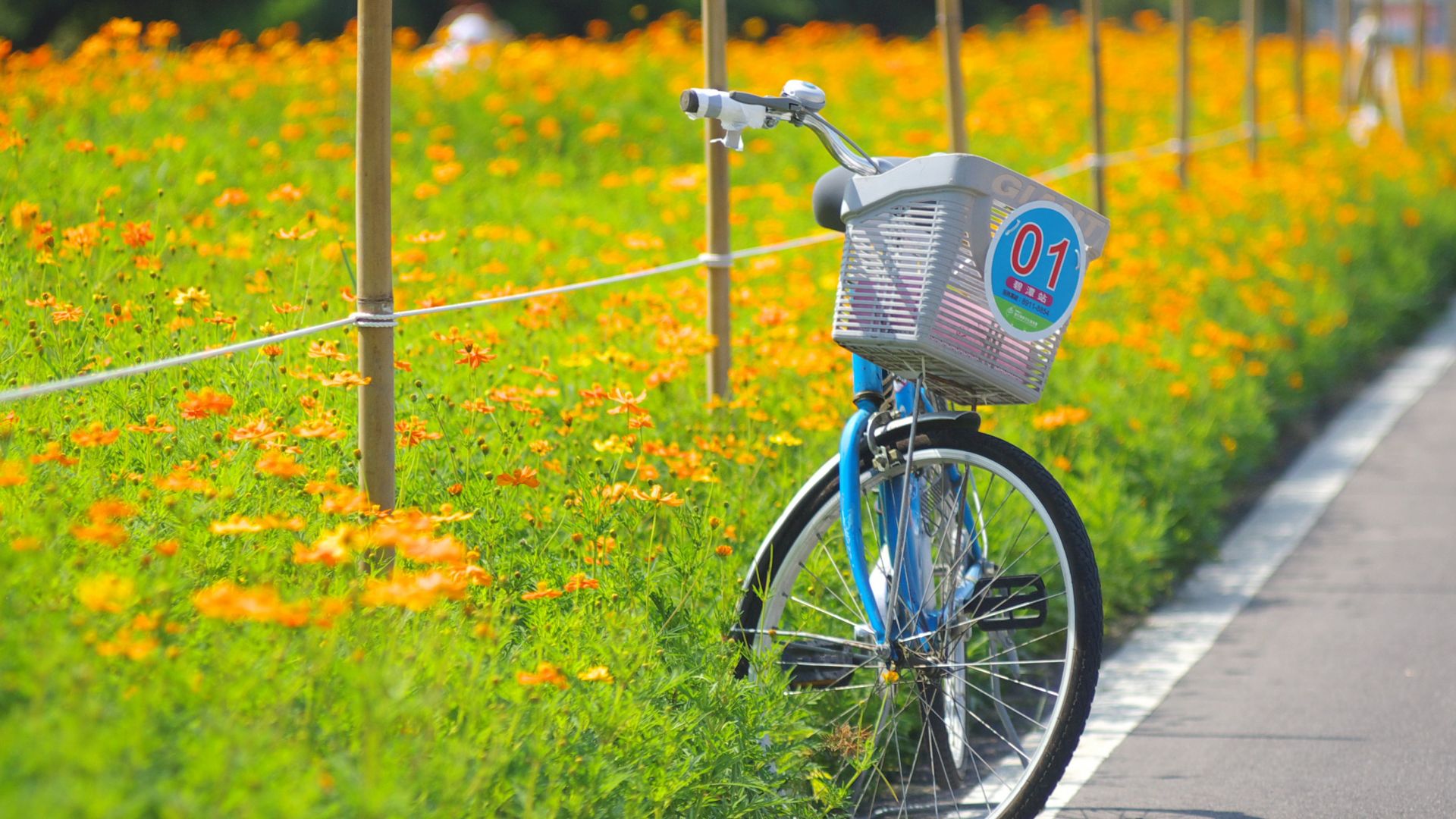 Wallpaper Bicycle flowers field