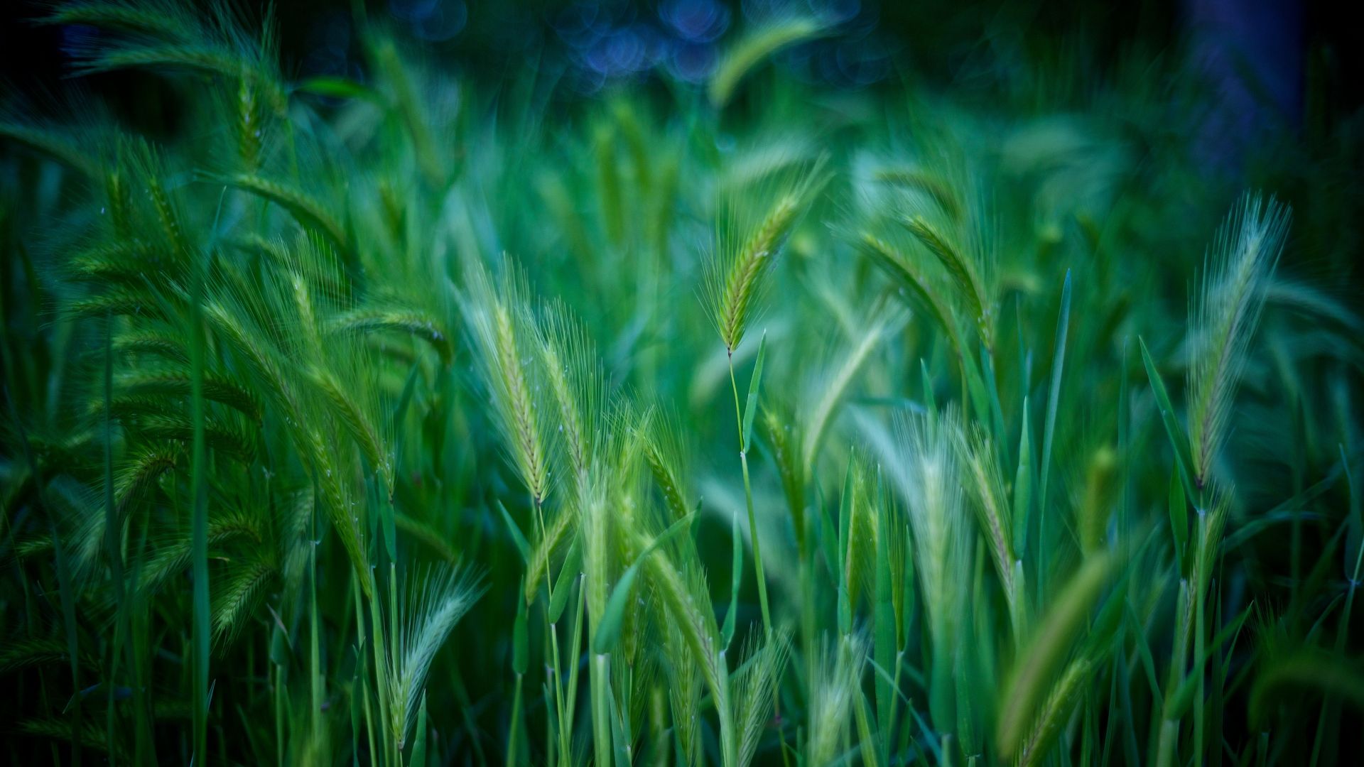 Wallpaper Grass, green grass threads