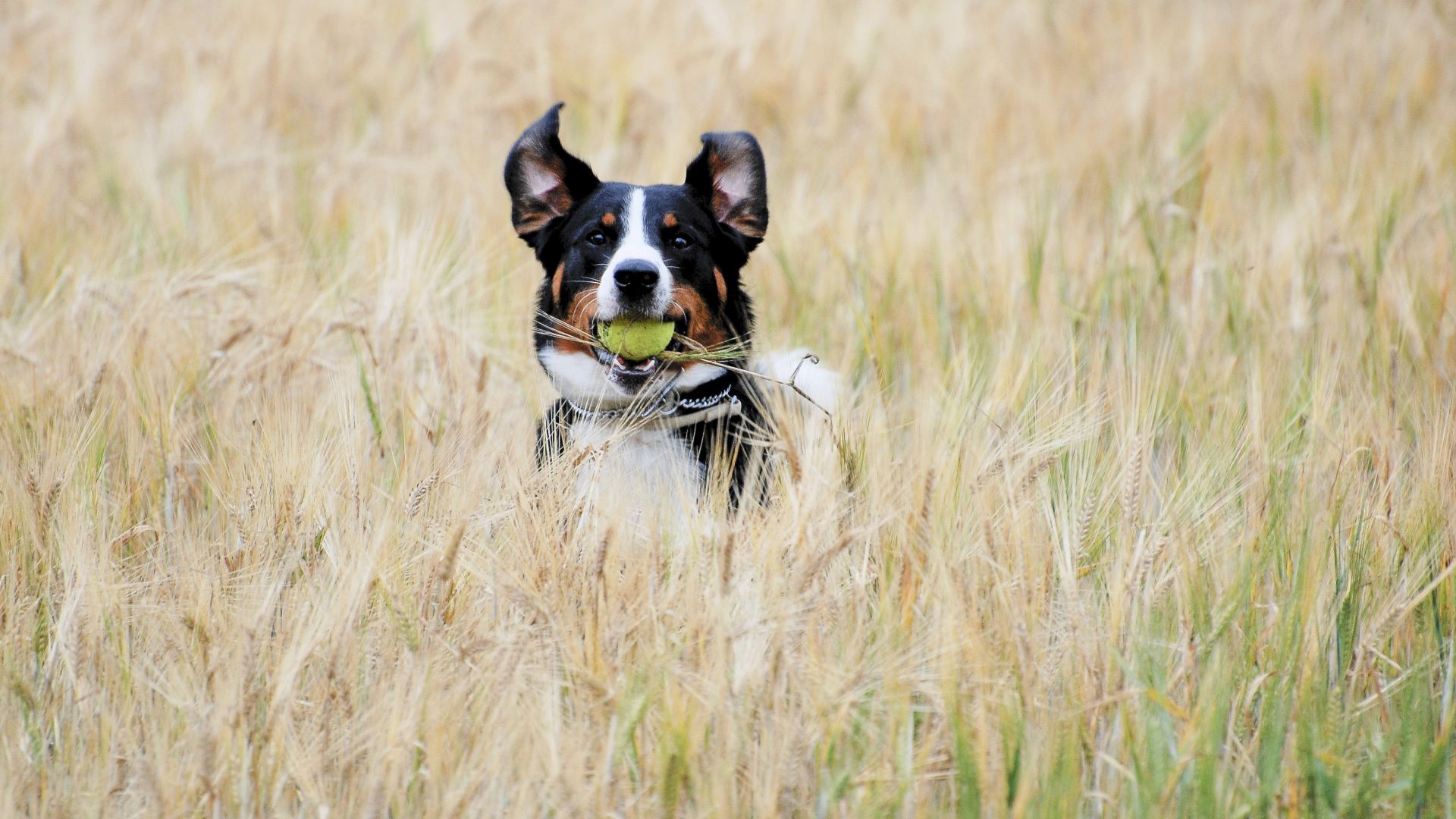 Wallpaper Appenzeller Sennenhund, wheat field, play