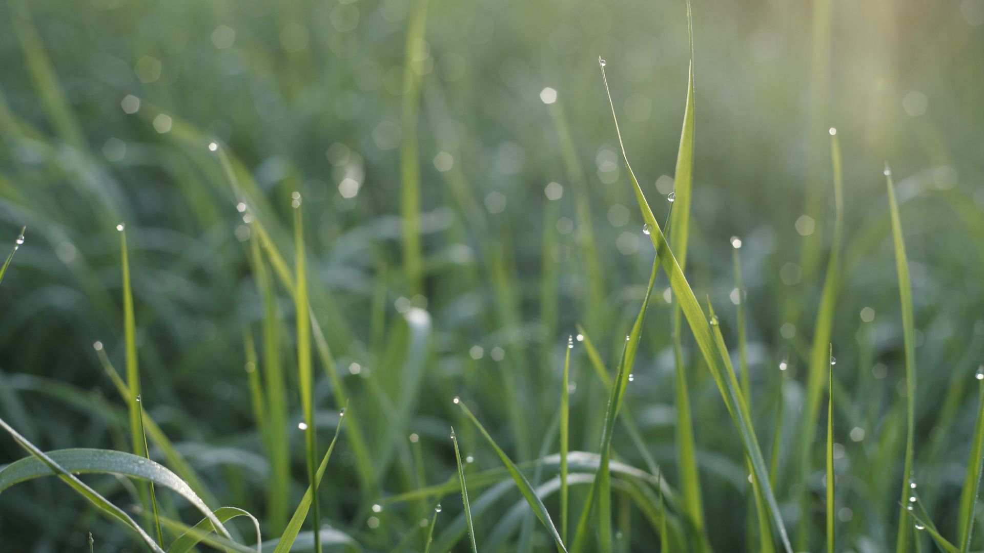 Wallpaper Grass, dew drops, morning, meadow